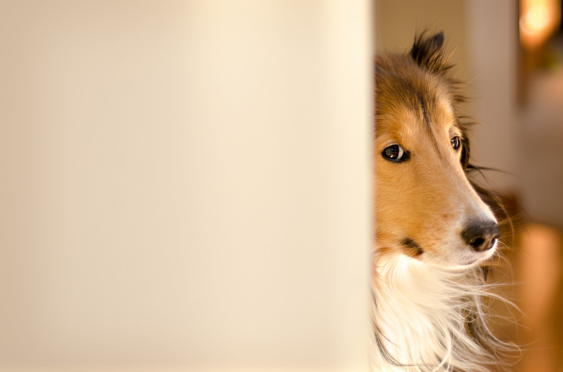 cane collie fergus tumulto ~ fotografia