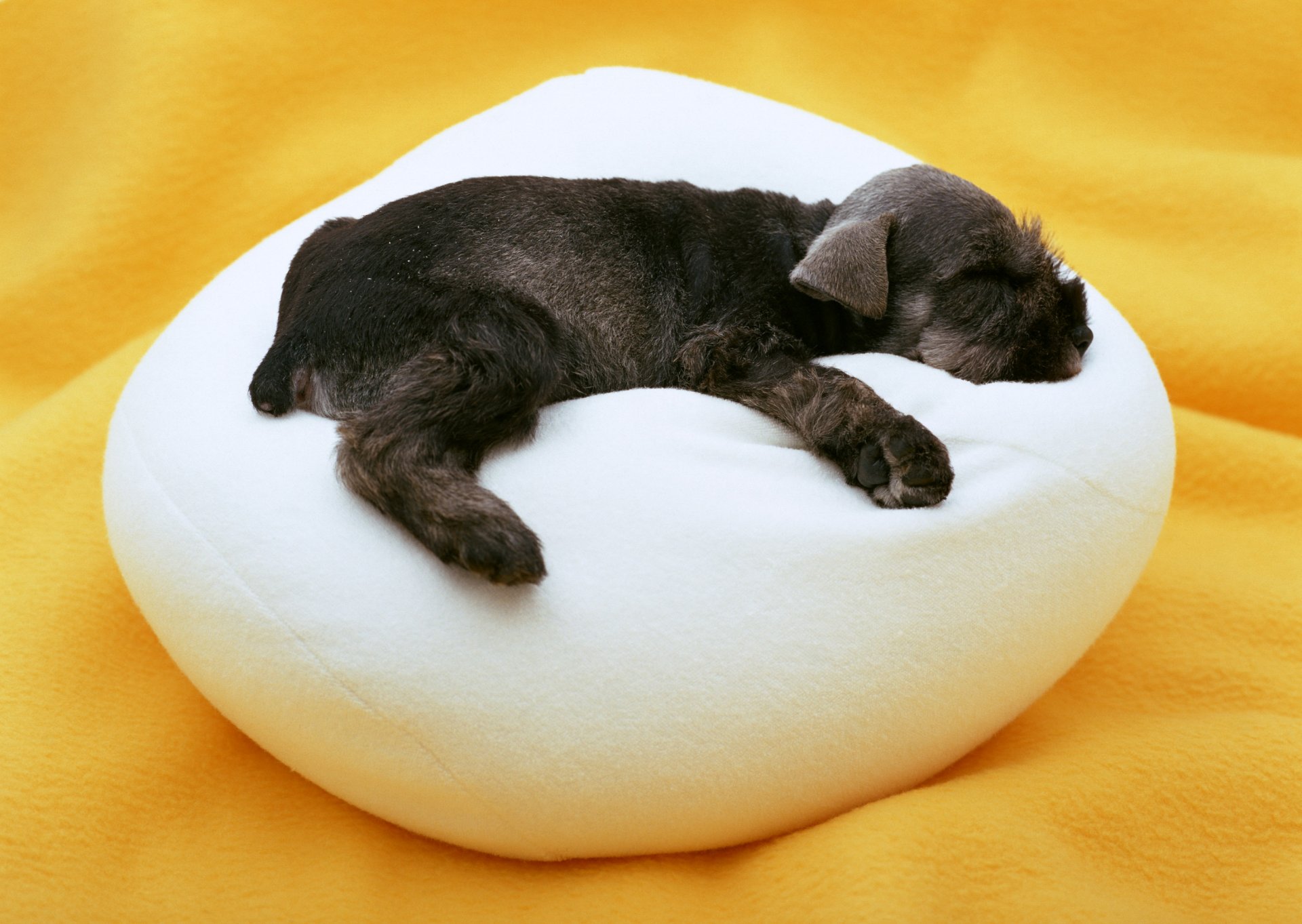 hund welpe kleinkind schlaf kissen