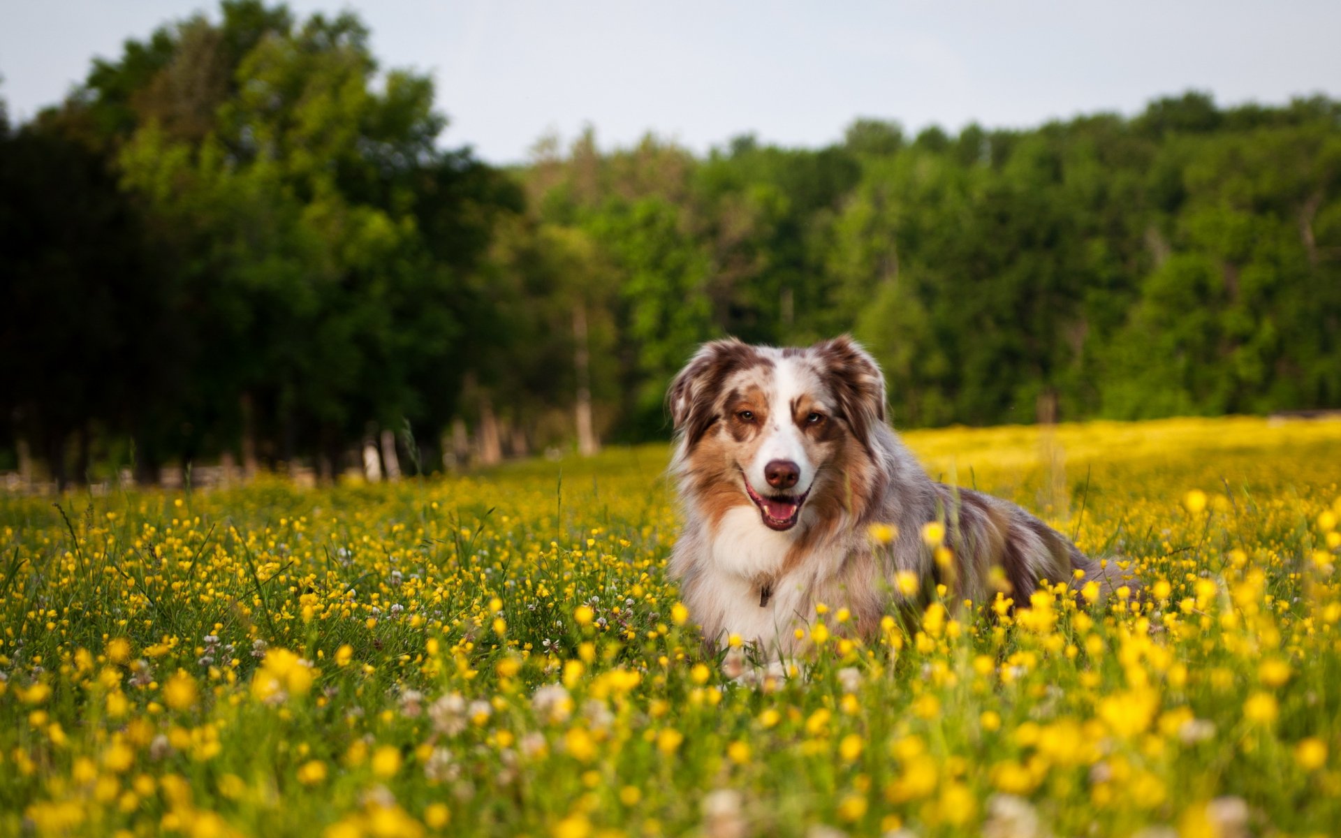 dog the field flower