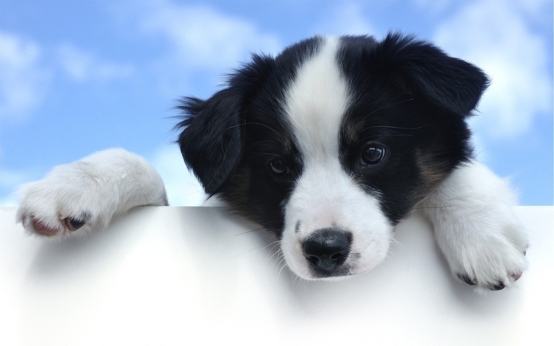 chien pattes yeux vue ciel museau