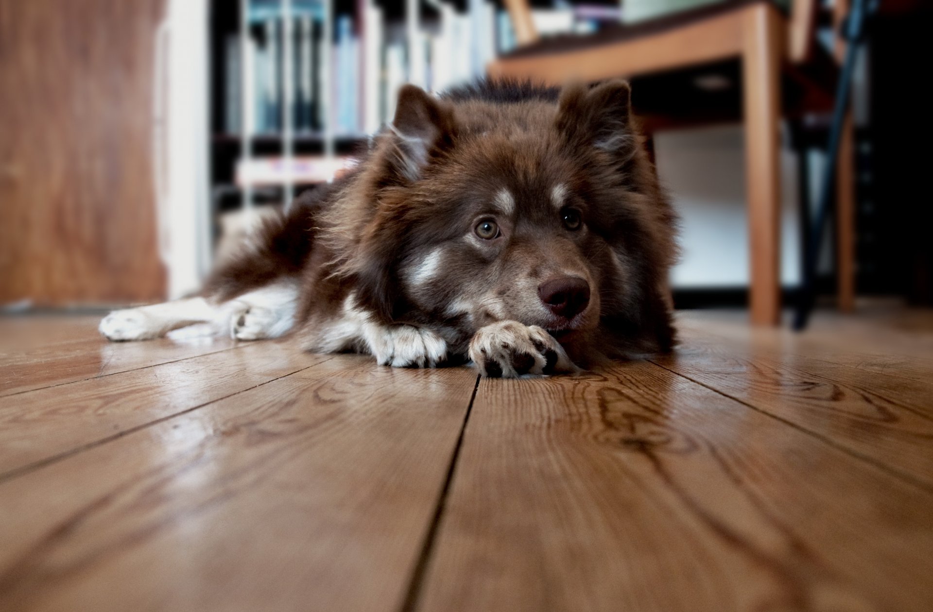 perro piso casa