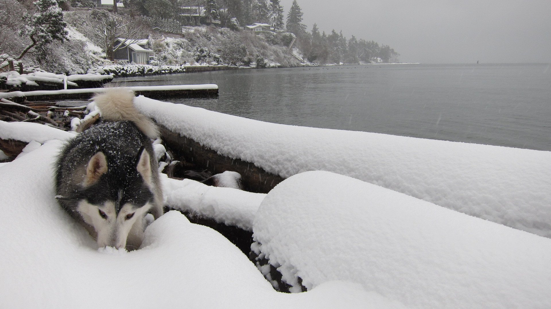 chien hiver rivière laika