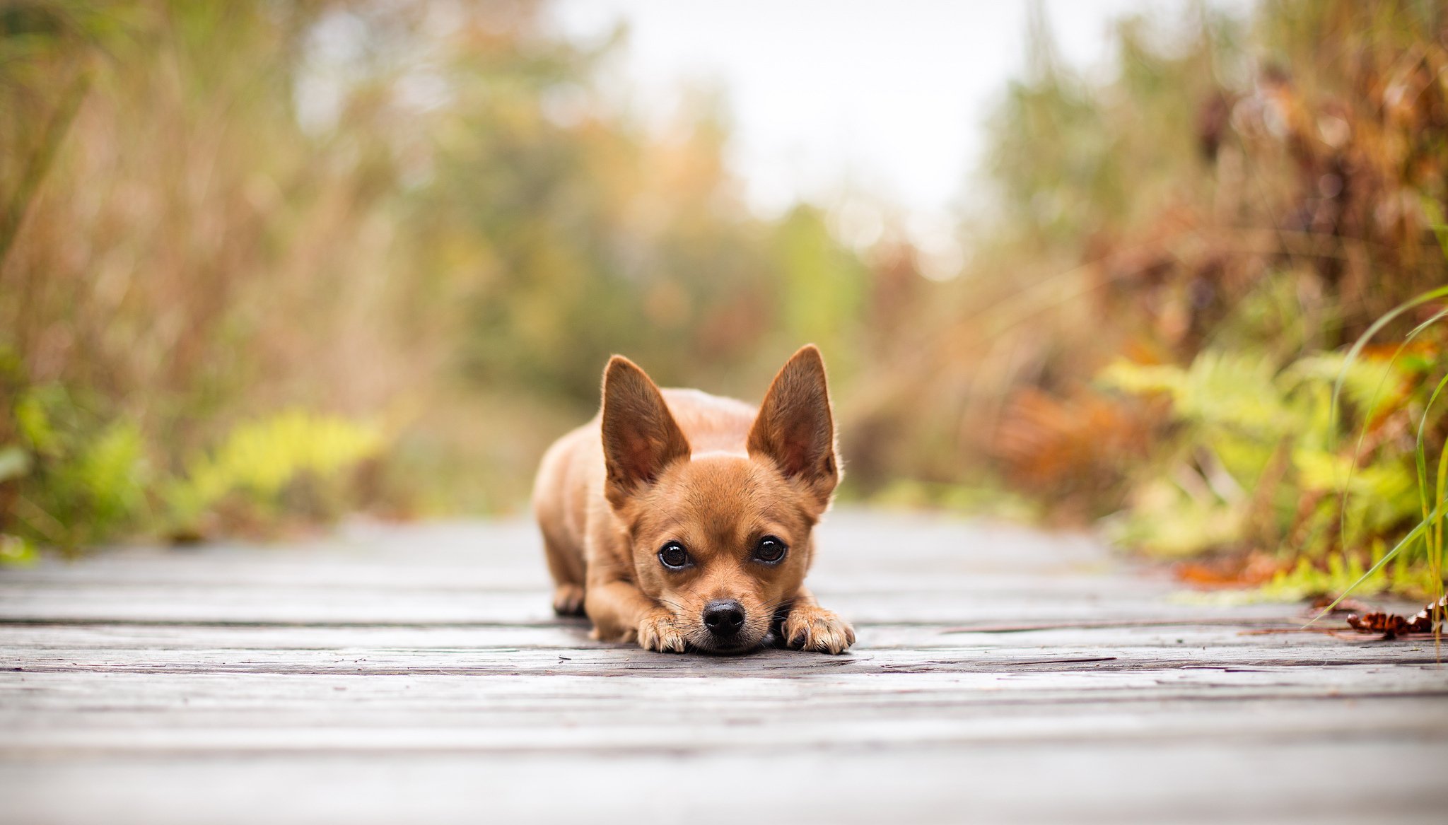 hund blick unschärfe