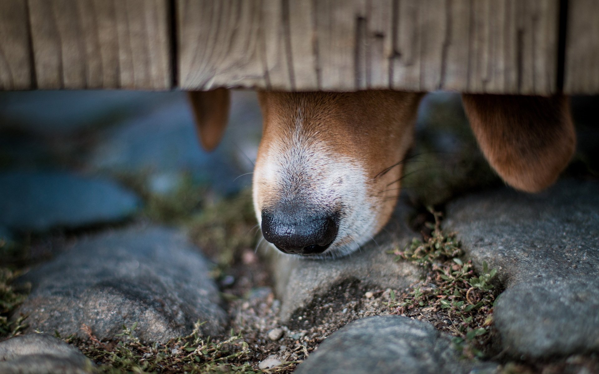 dog bow close up