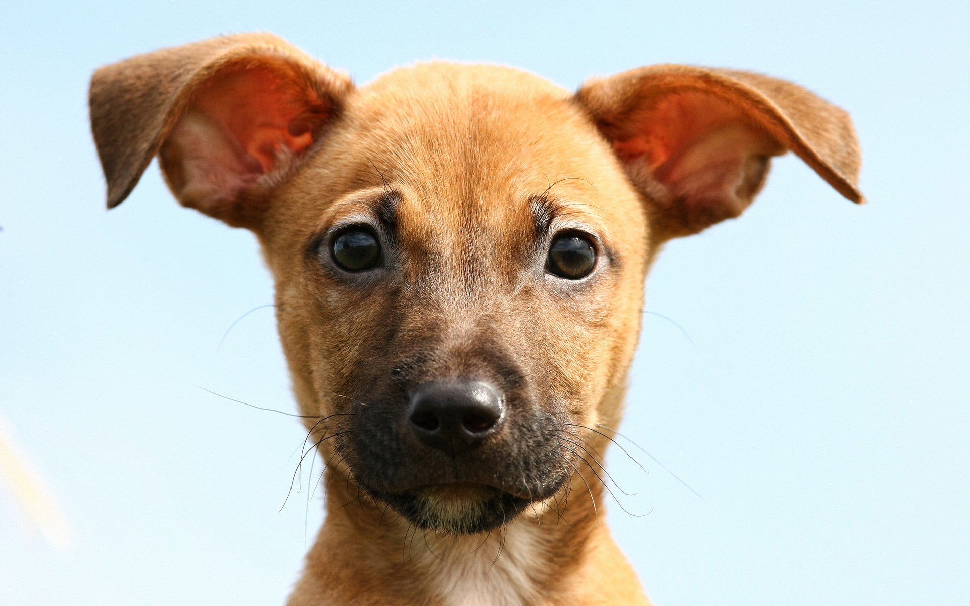 perro mirada amigo