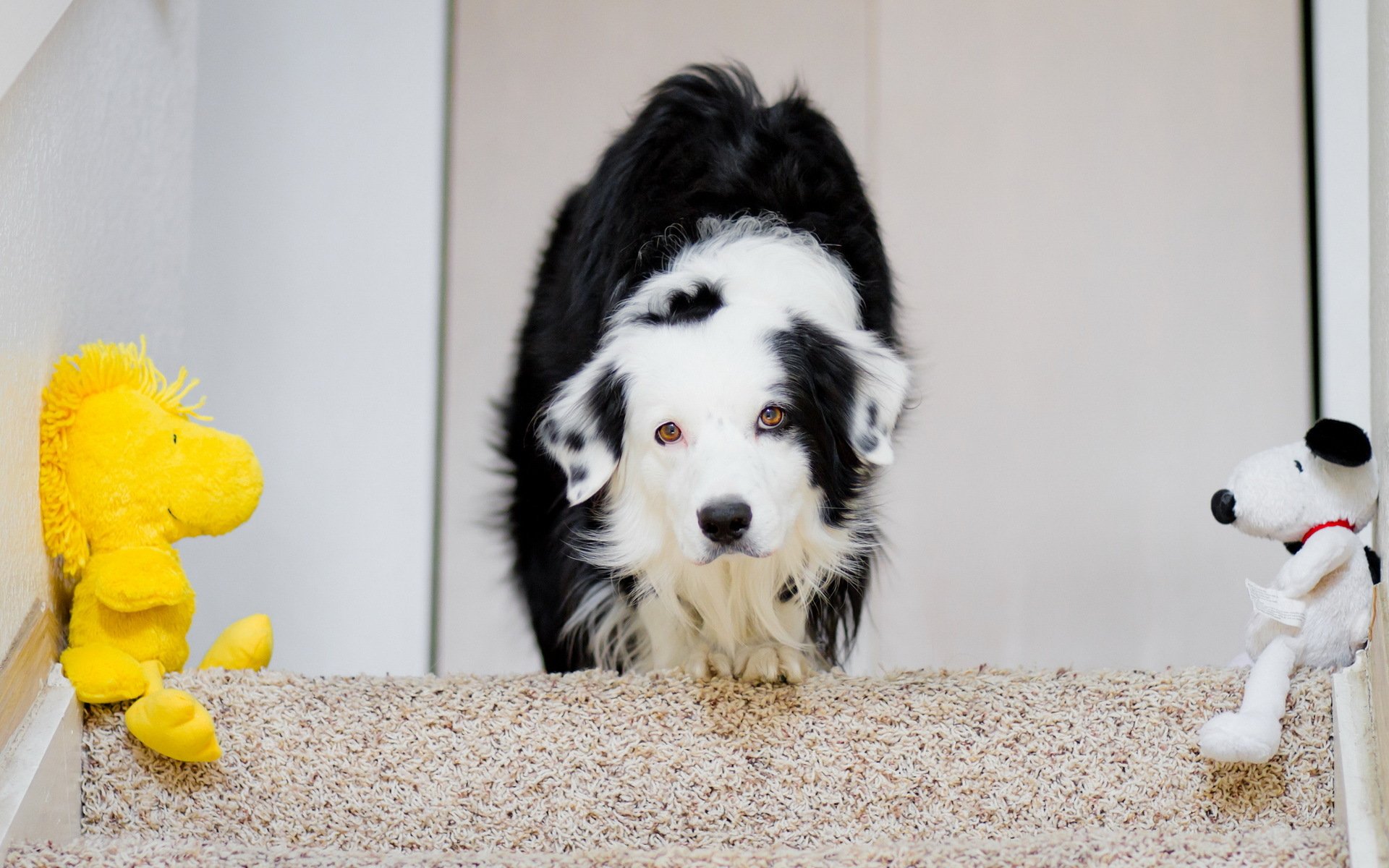 perro juguetes casa