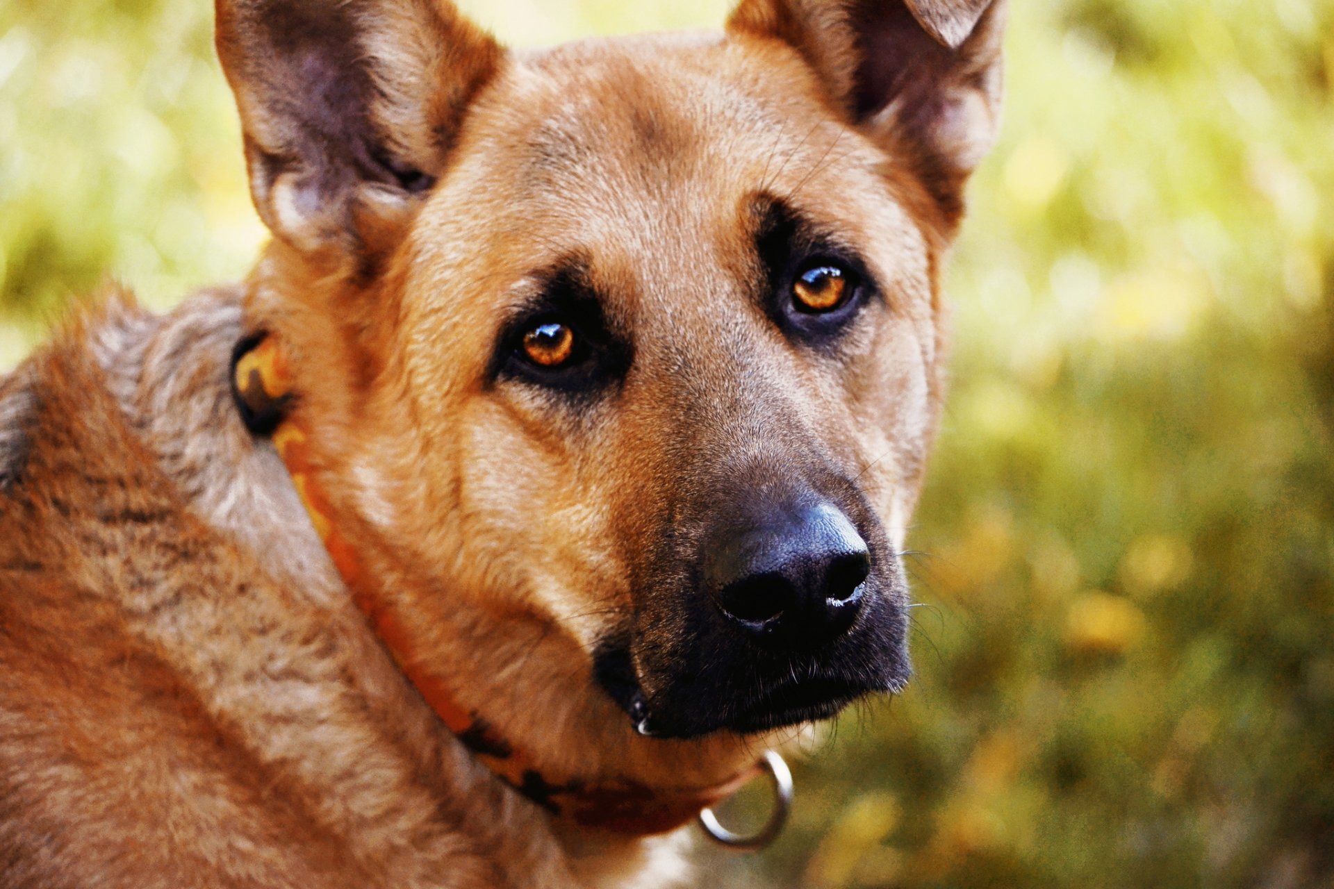 perro mirada ojos