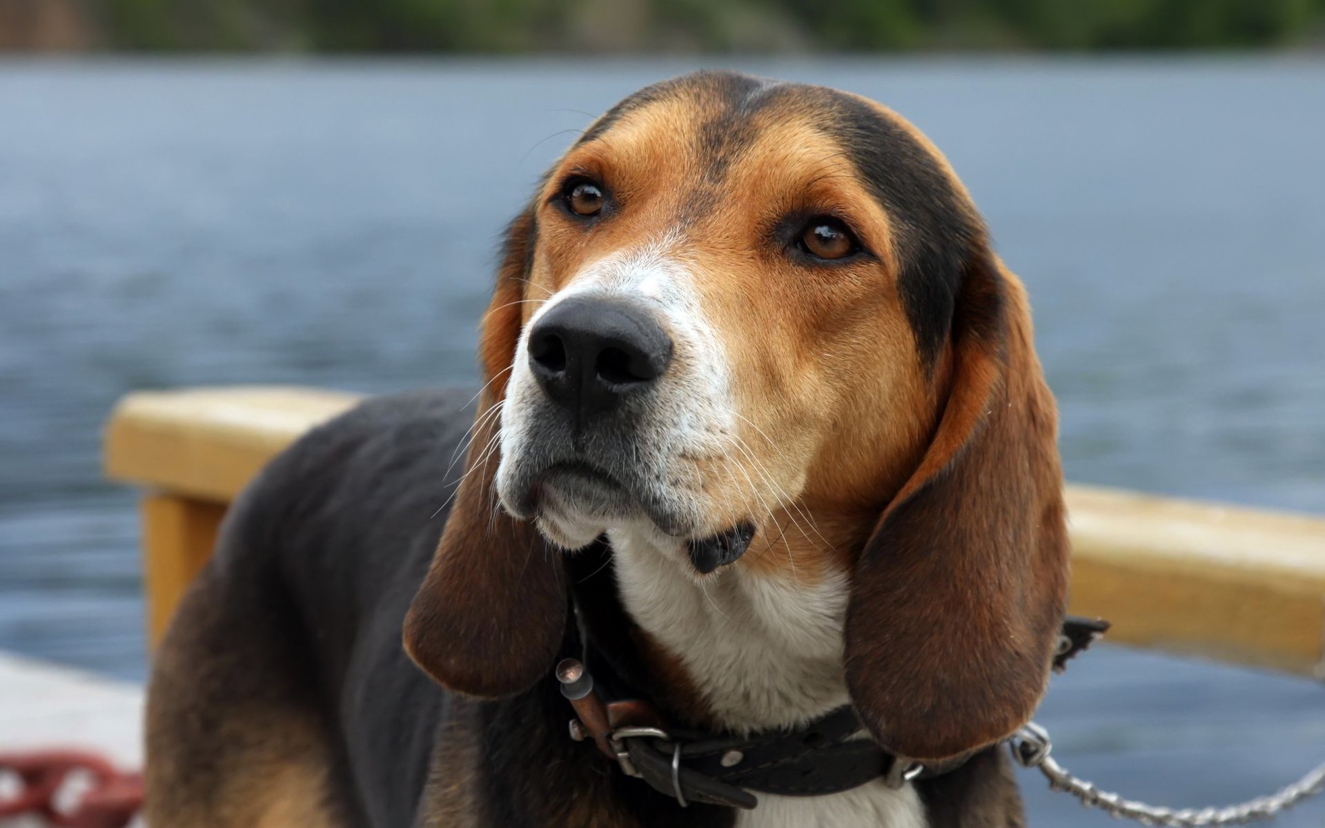 hund aussehen traurig freund anzug