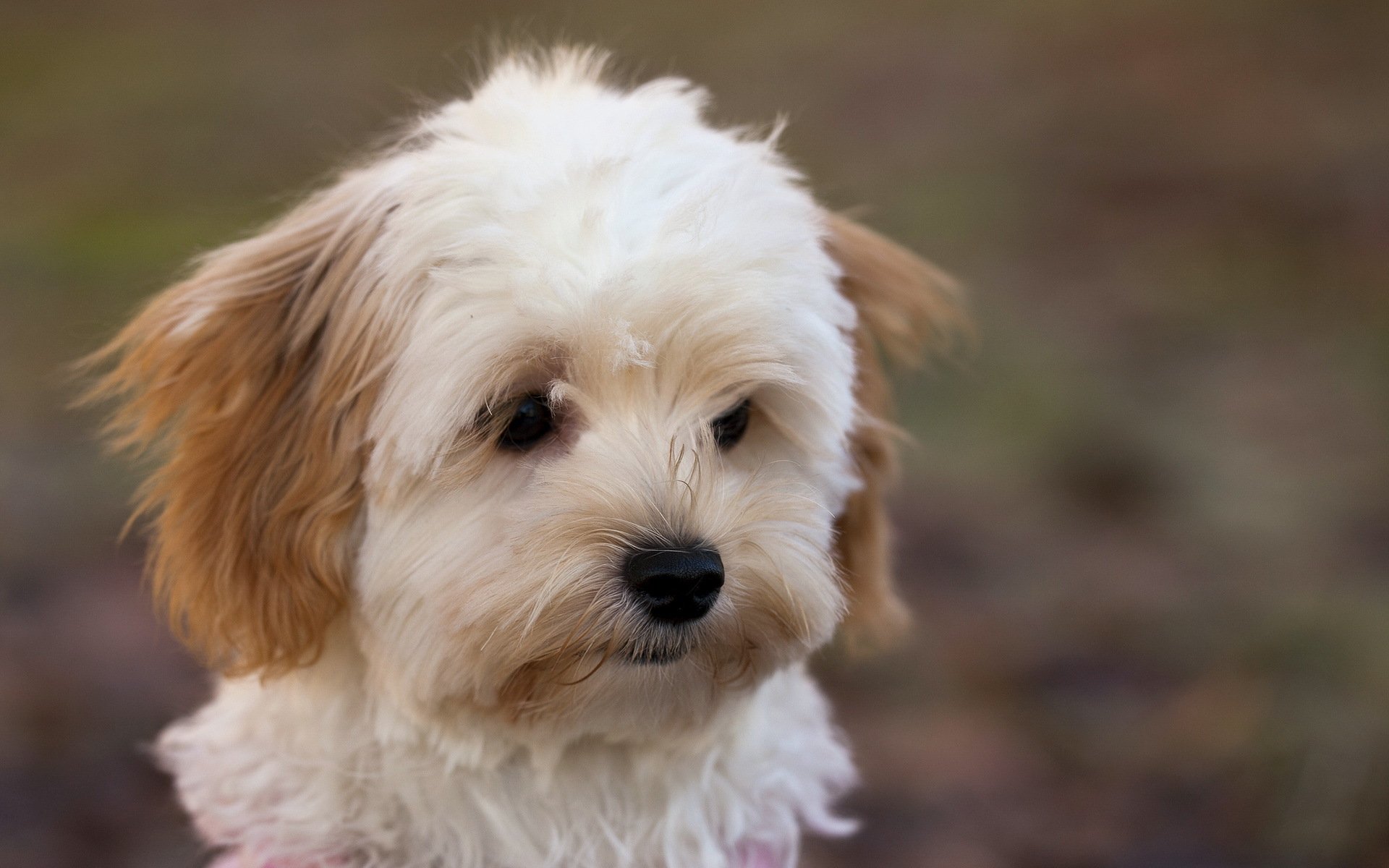 perro mirada fondo