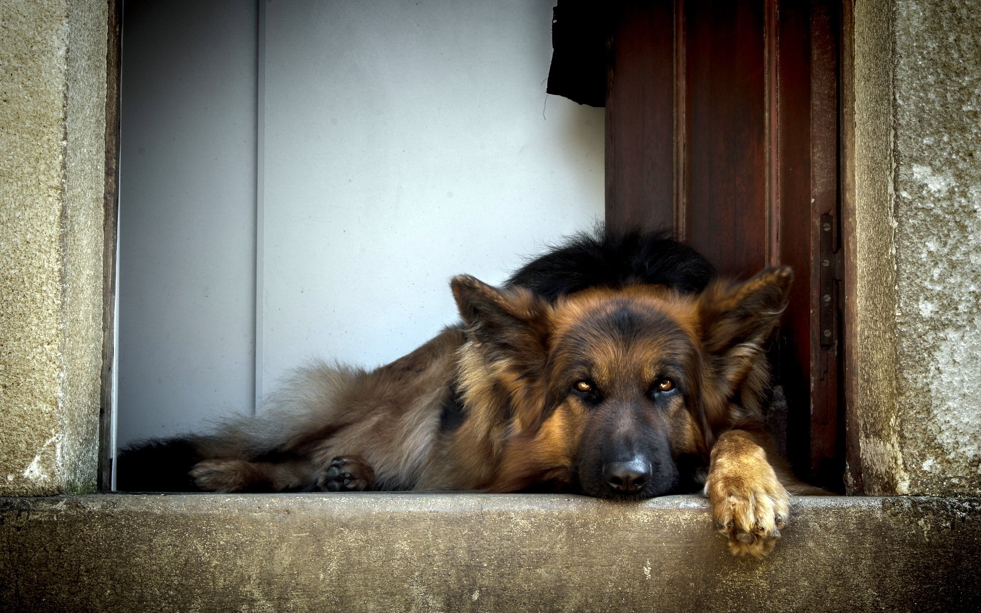 cane amico pastore