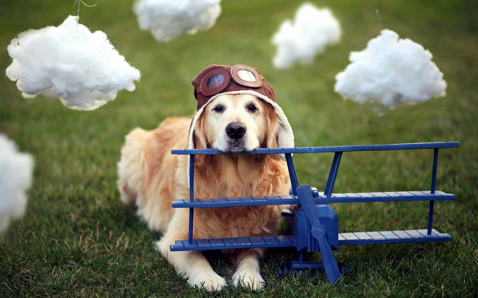 perro avión casco