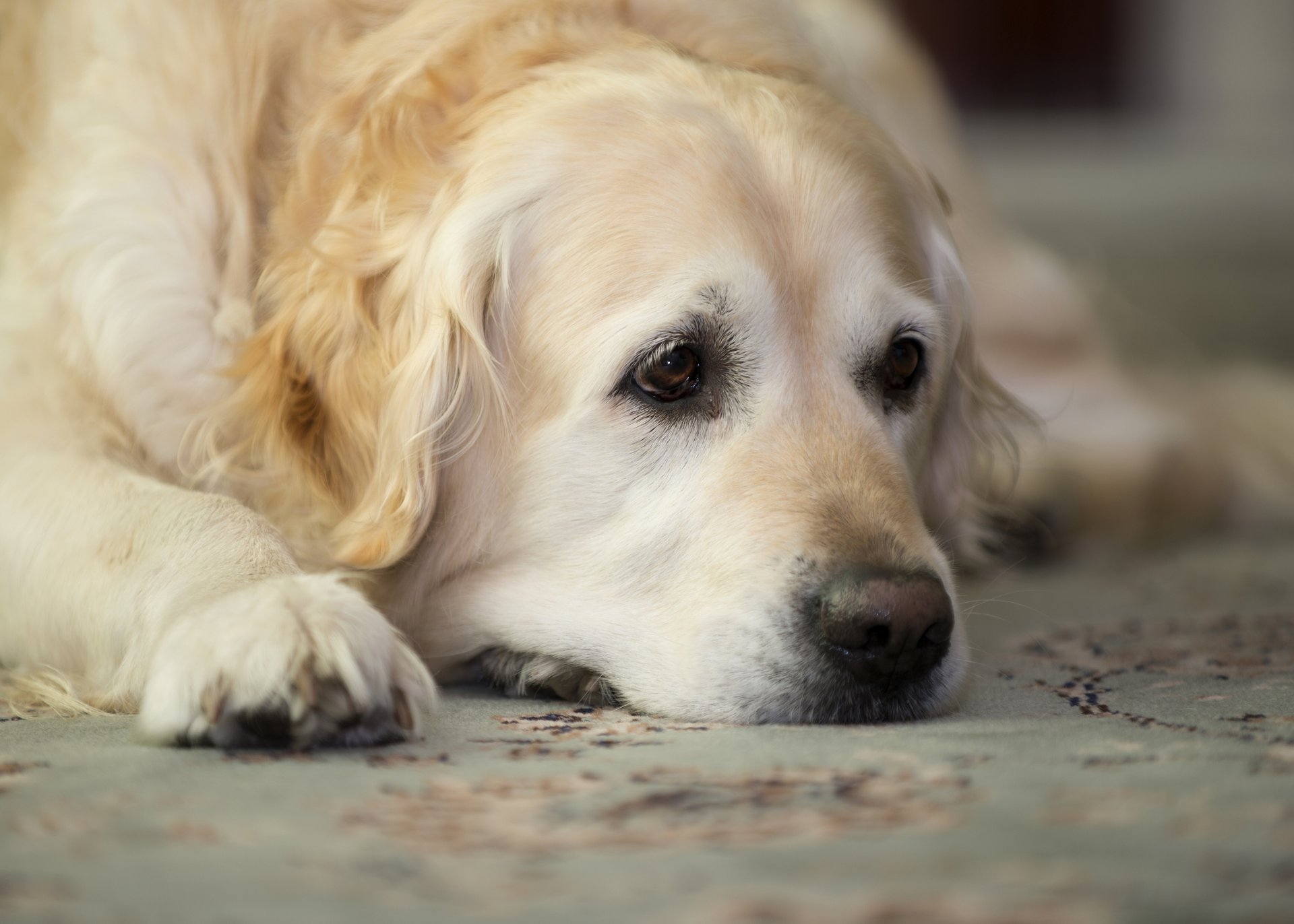 golden retriever golden retriever rest