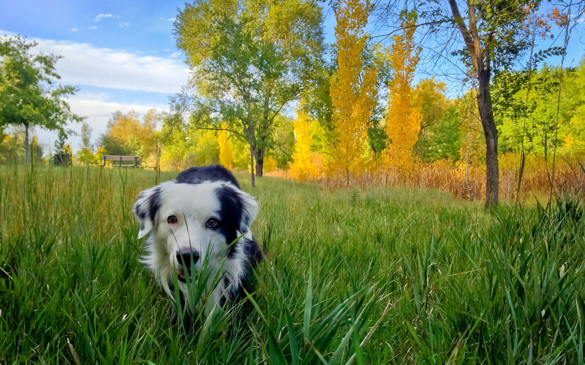 chien ami automne