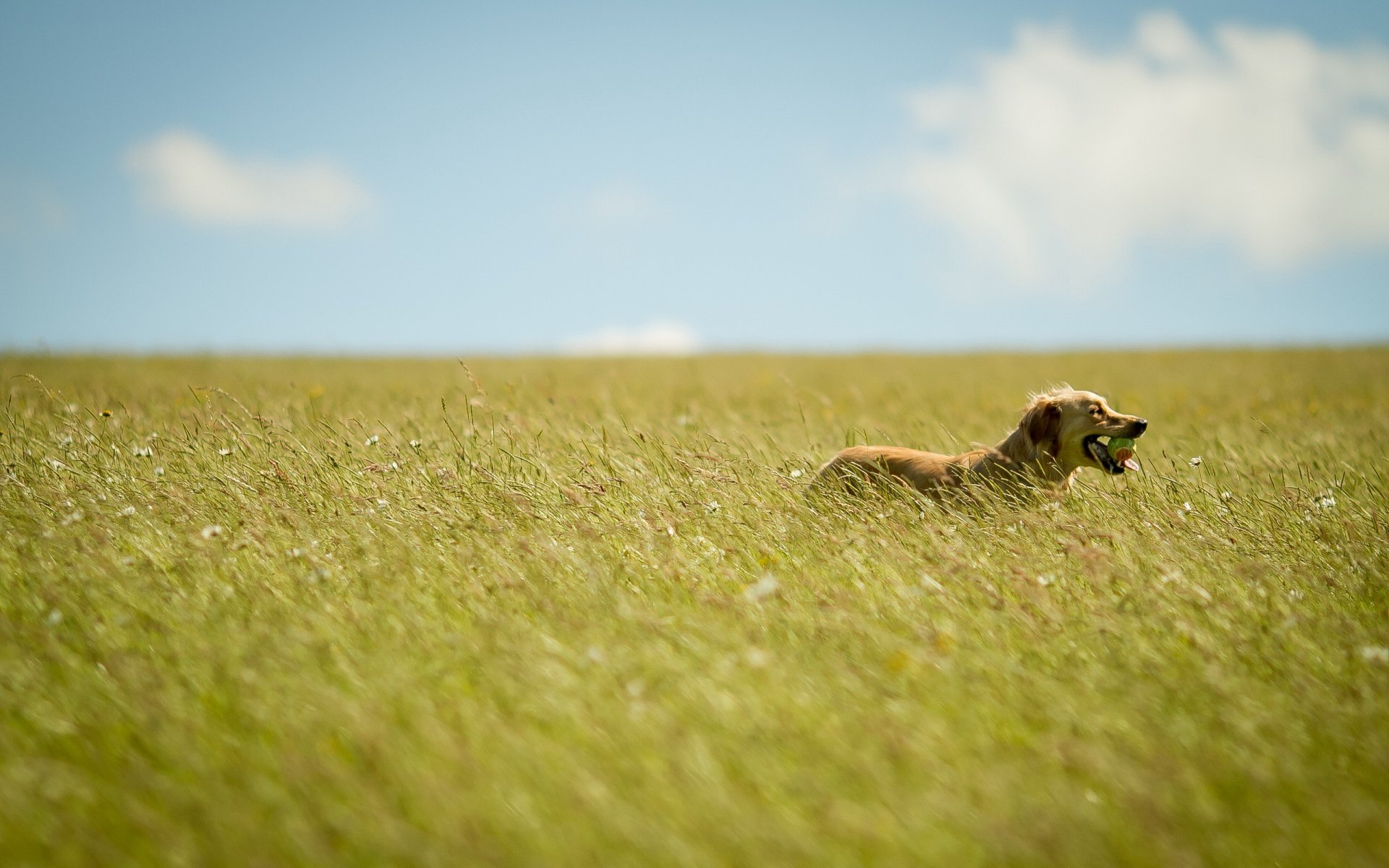 perro campo verano