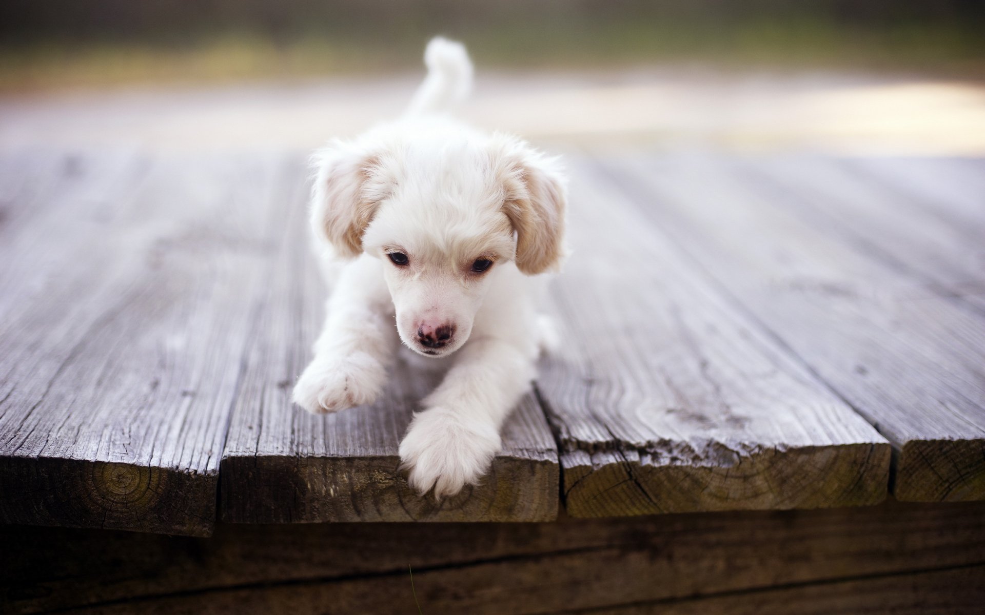 cane cucciolo ponte
