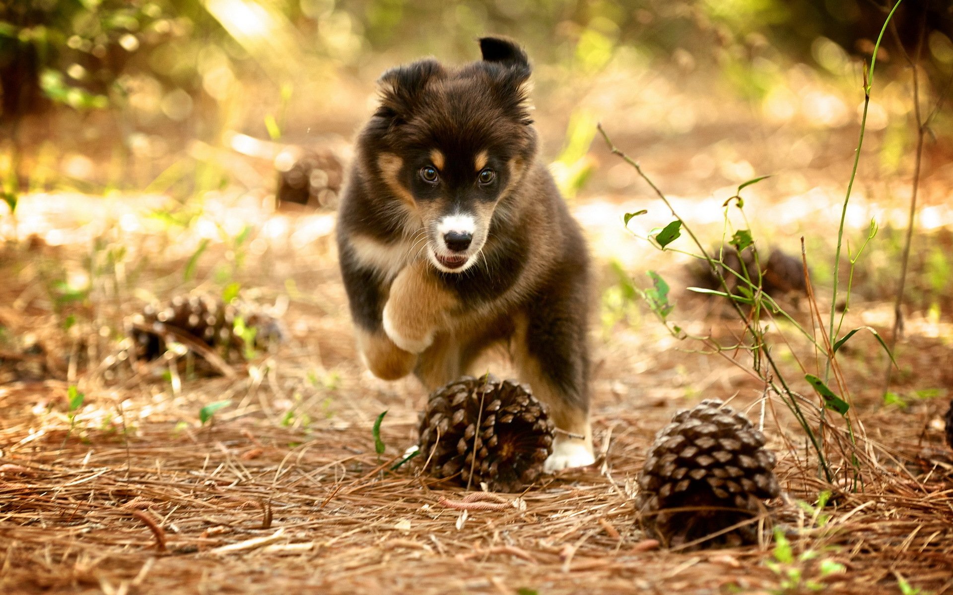cane cucciolo natura coni
