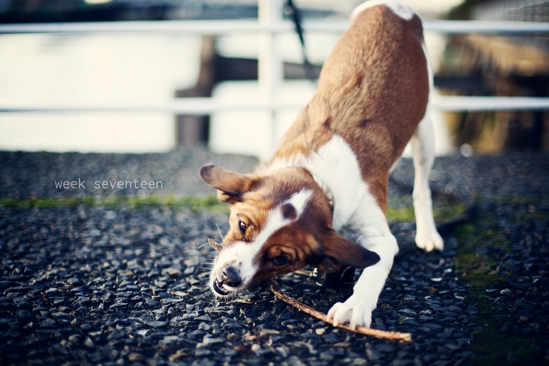 cane bastone gioco