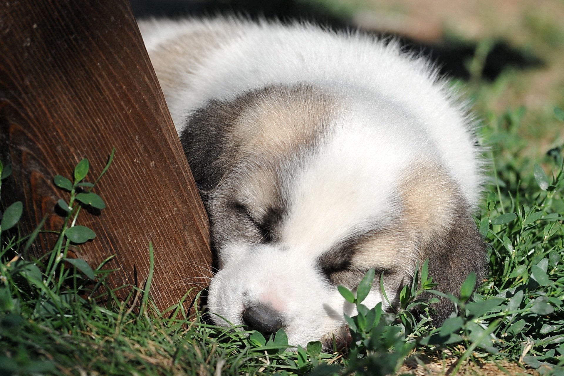 perro cachorro fondo