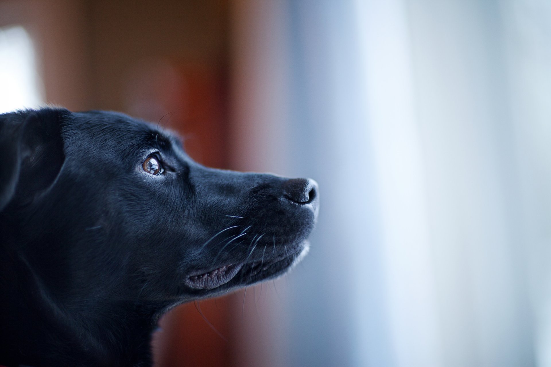 chien museau regardant