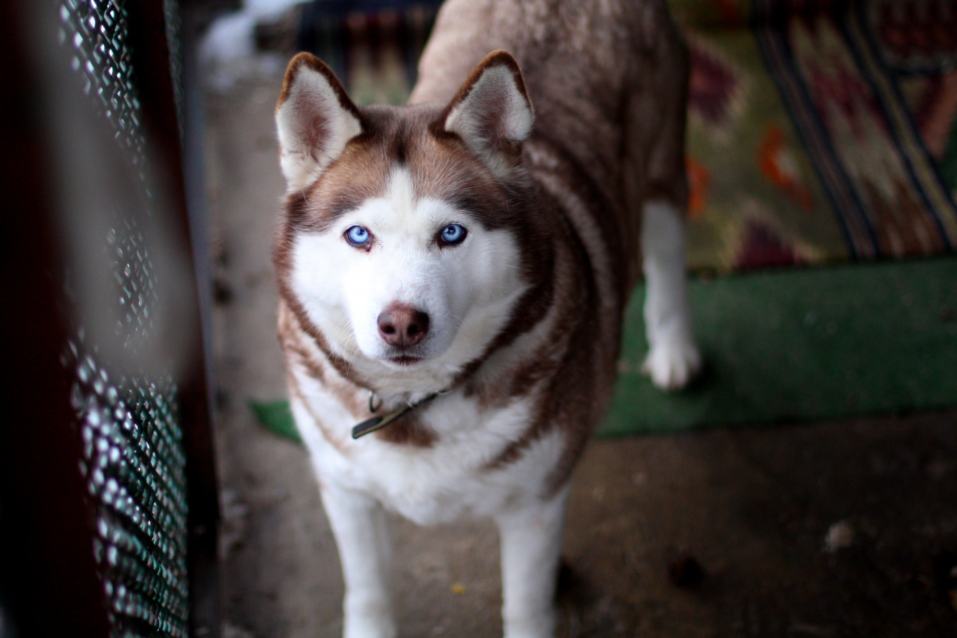 husky occhi azzurri cane