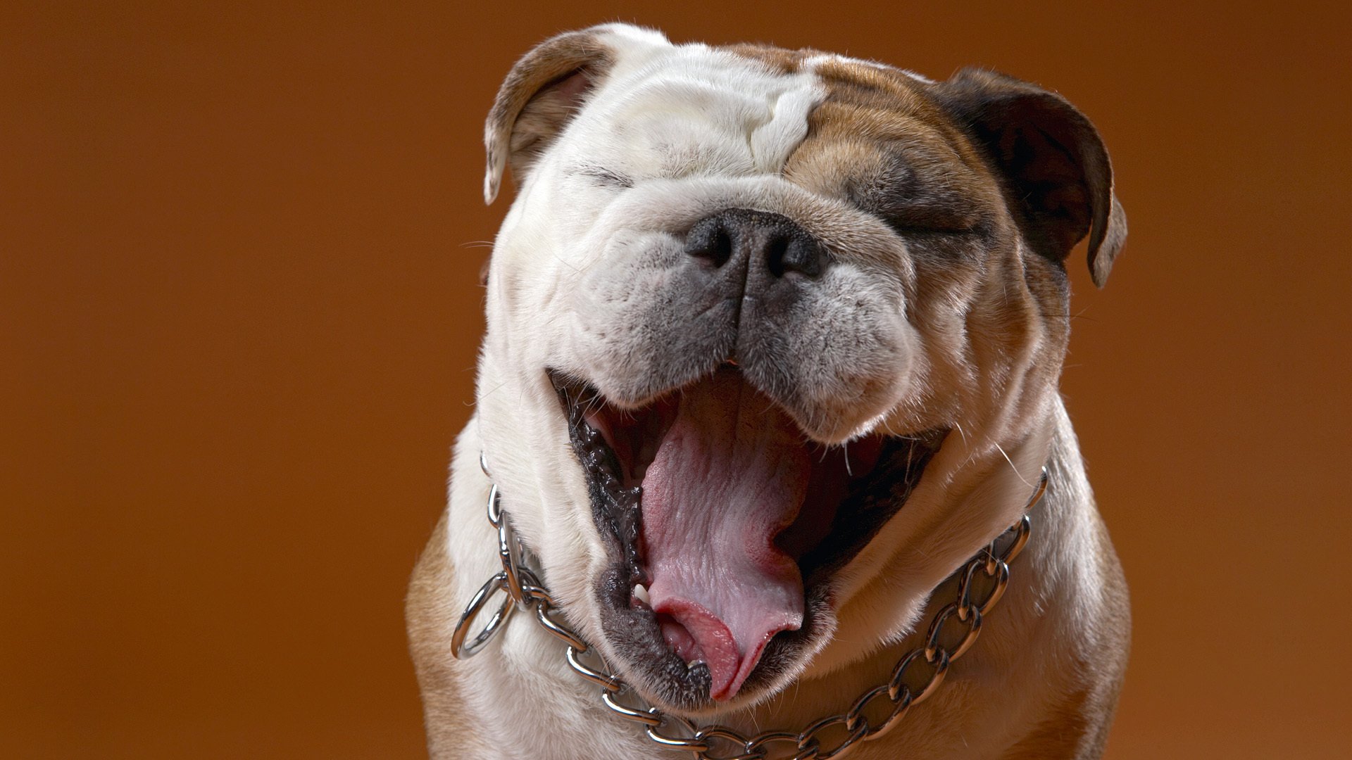 bulldog hocico estado de ánimo lengua collar cadena