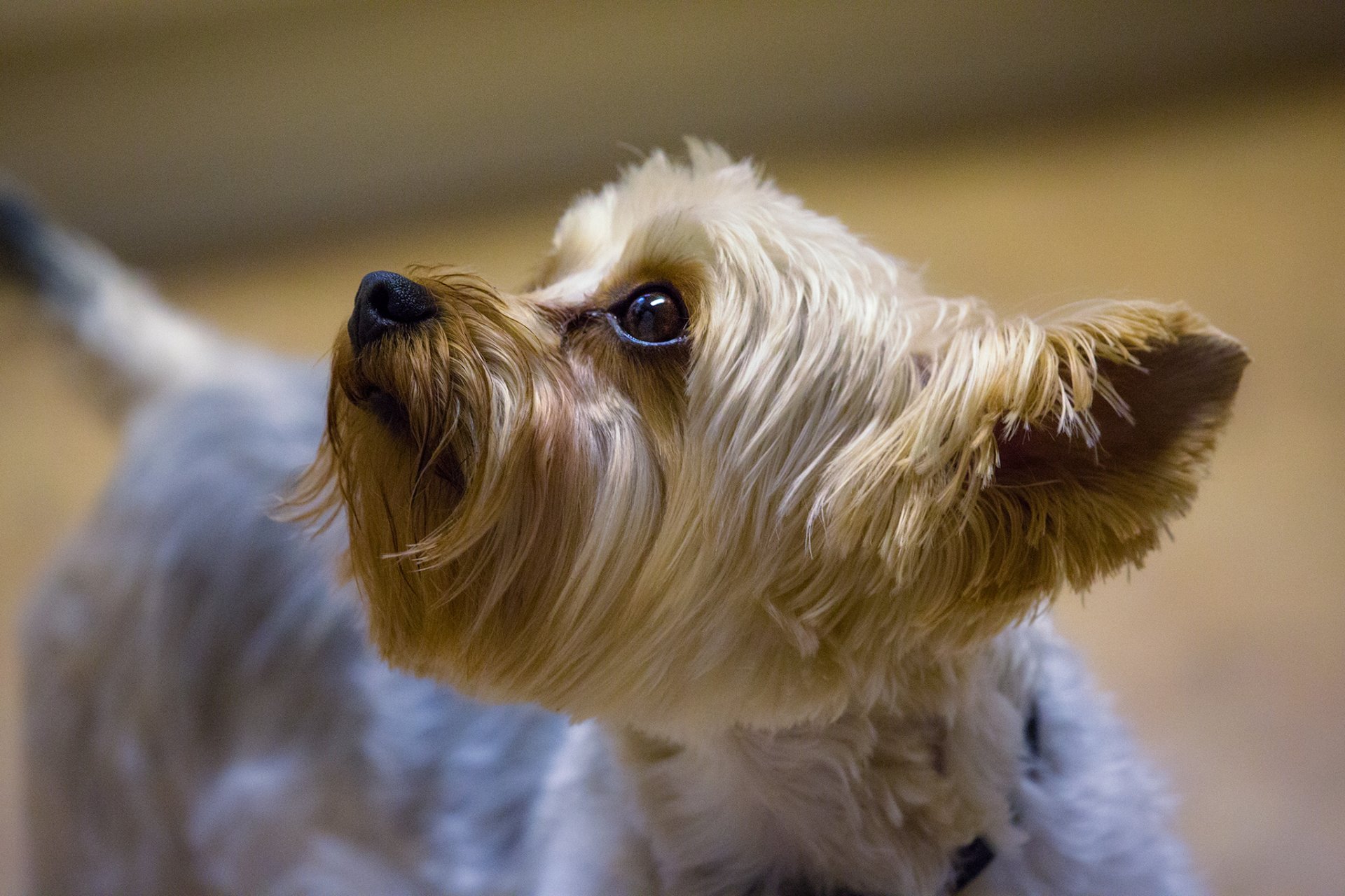 yorkshire terrier museau oreille