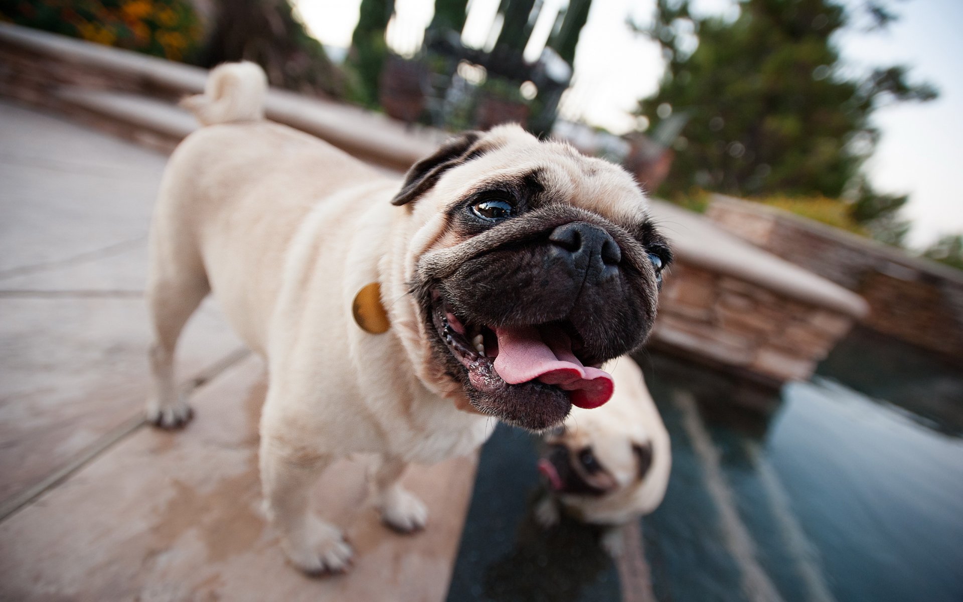 perro pug fondo