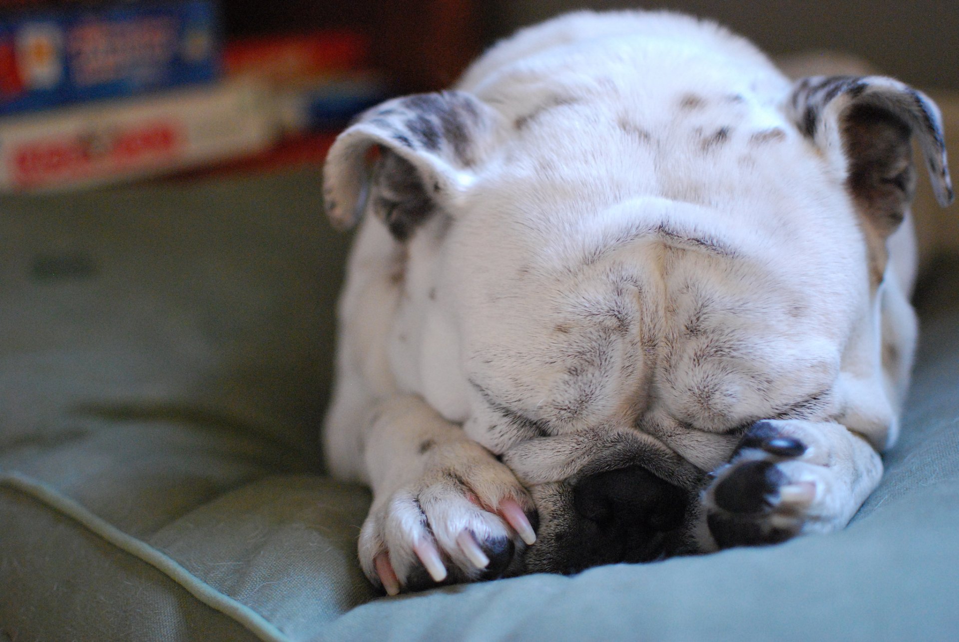 leeping dog bulldog