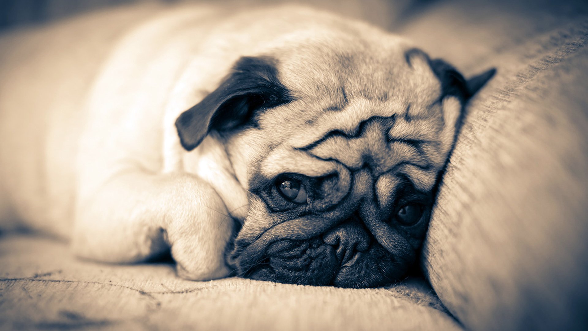 cane pug si trova divano