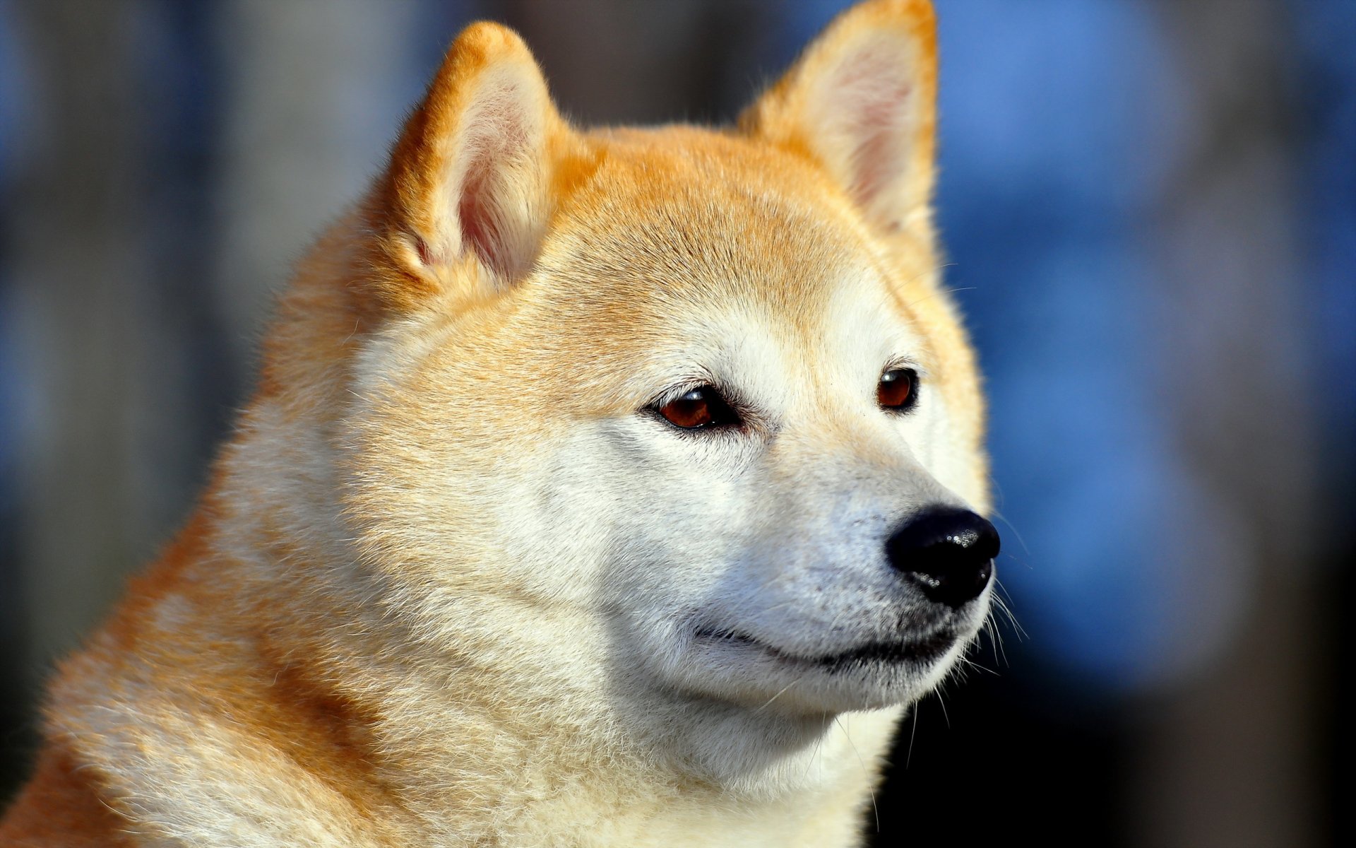chien ami regard