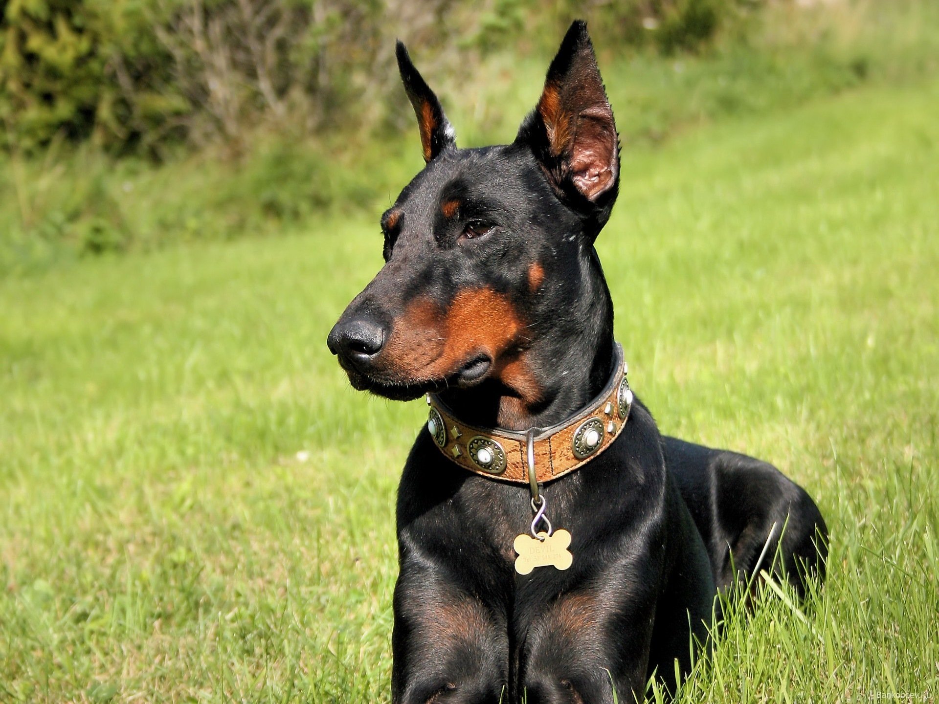 hund dobermann gras