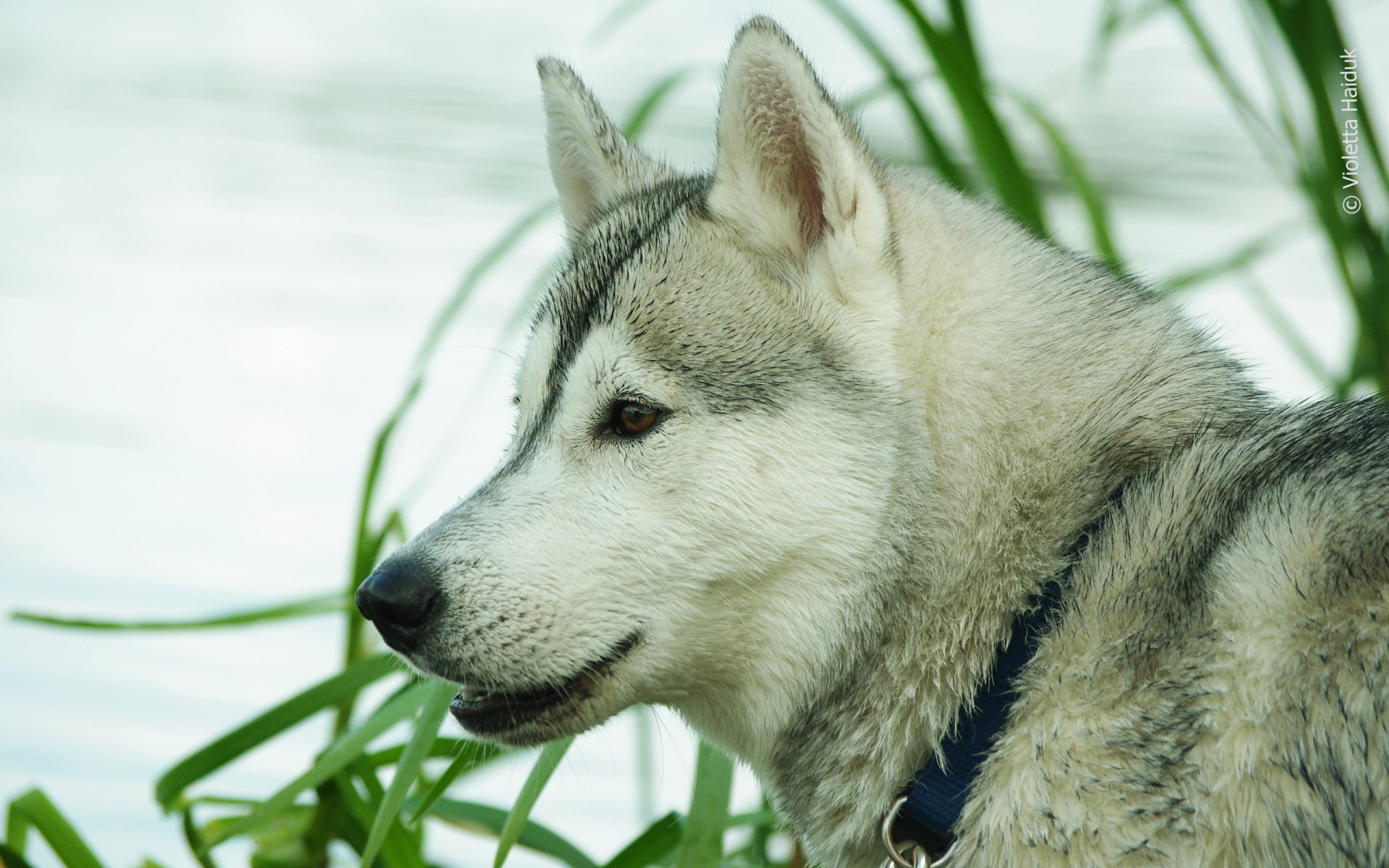 dog husk background