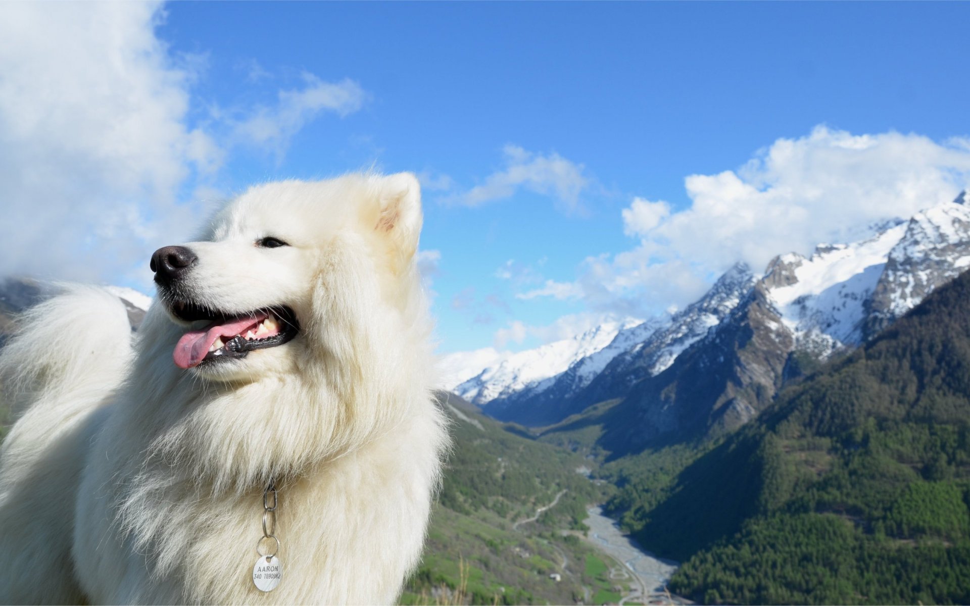 cane montagne cielo