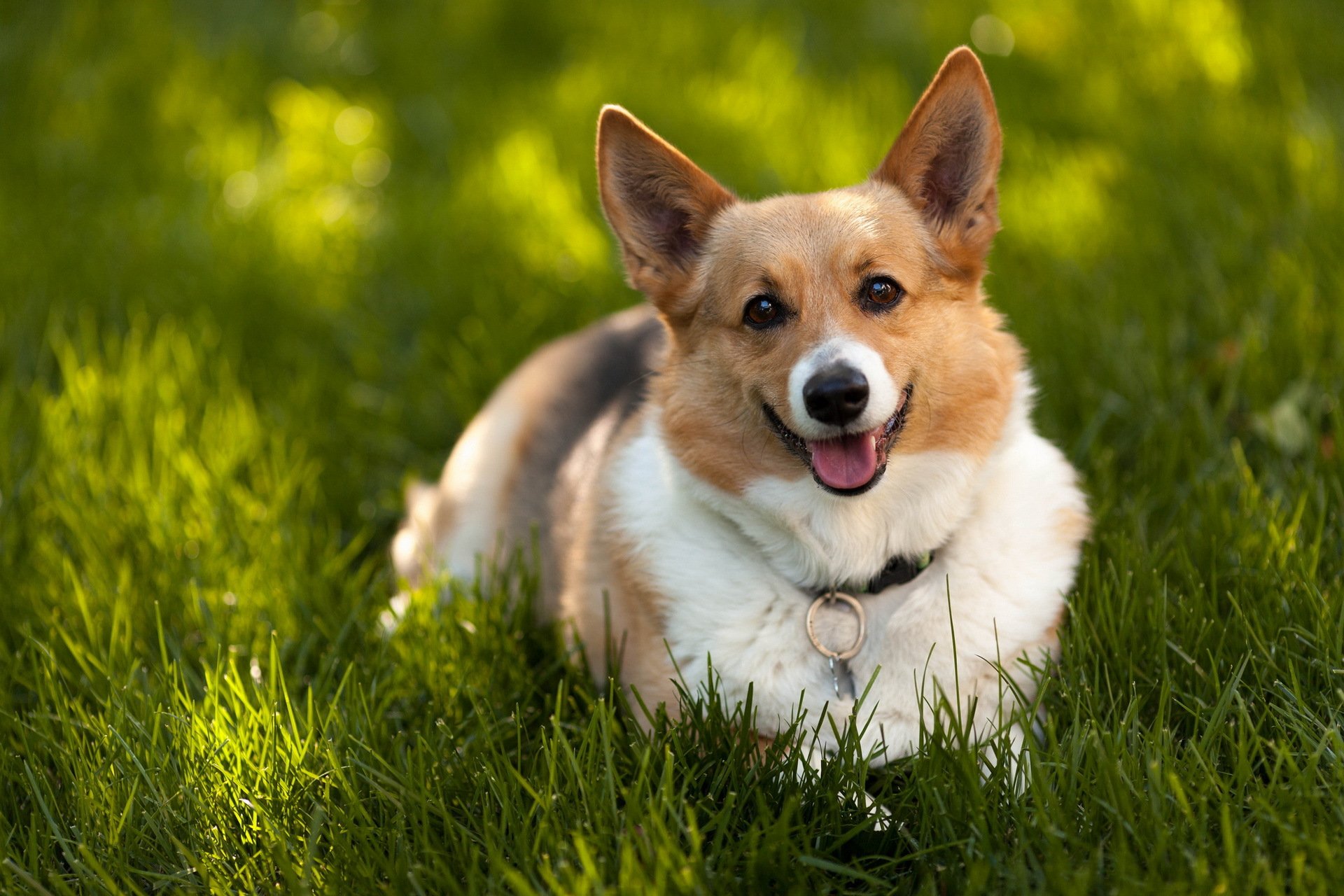 hund blick freund