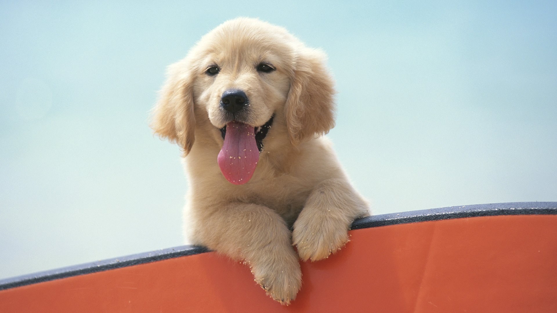 cachorro labrador estado de ánimo lengua