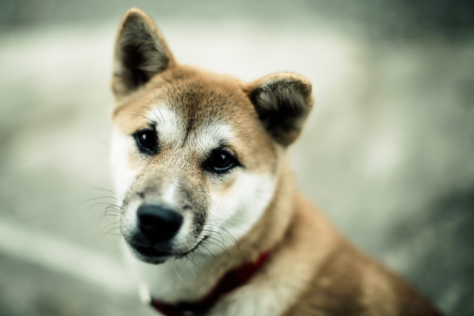 perro mirada fondo