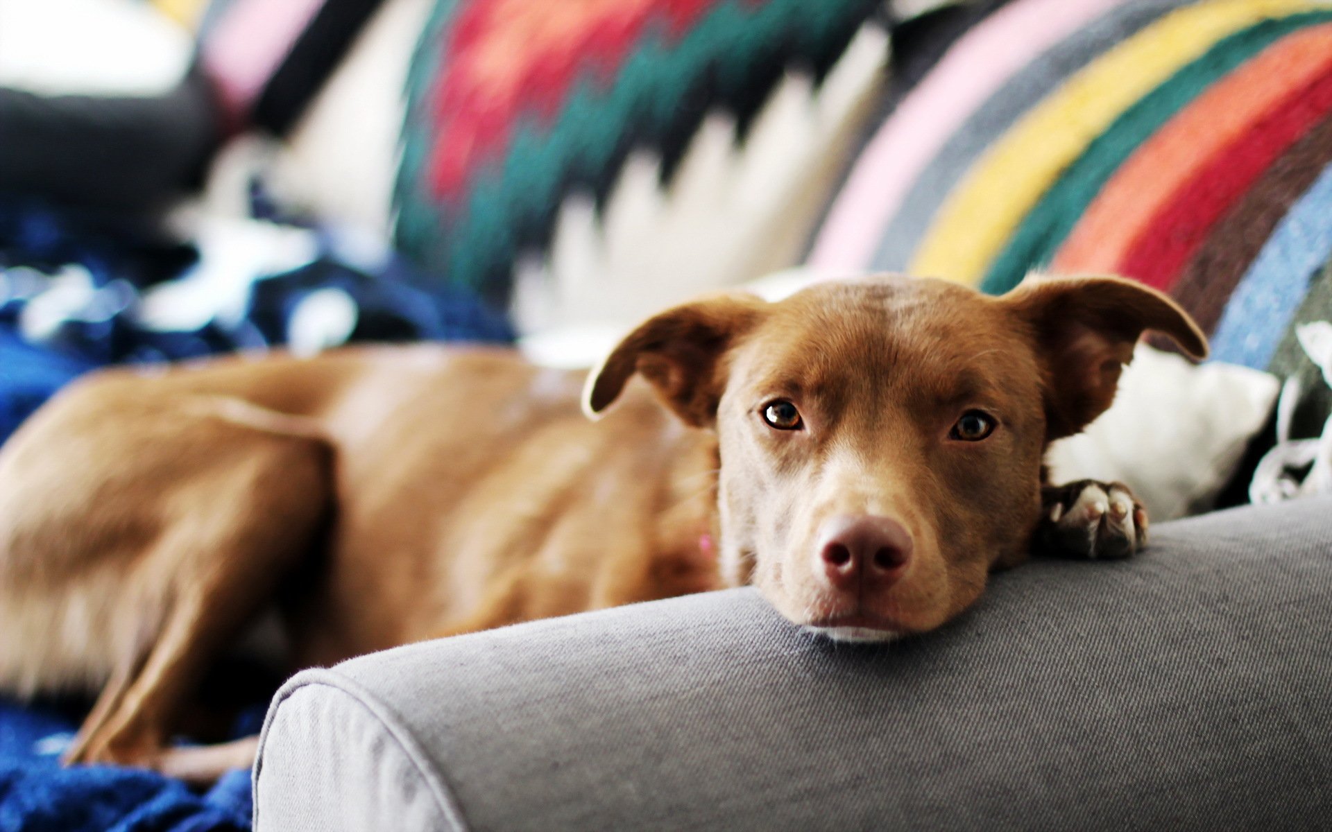 hund freund haus