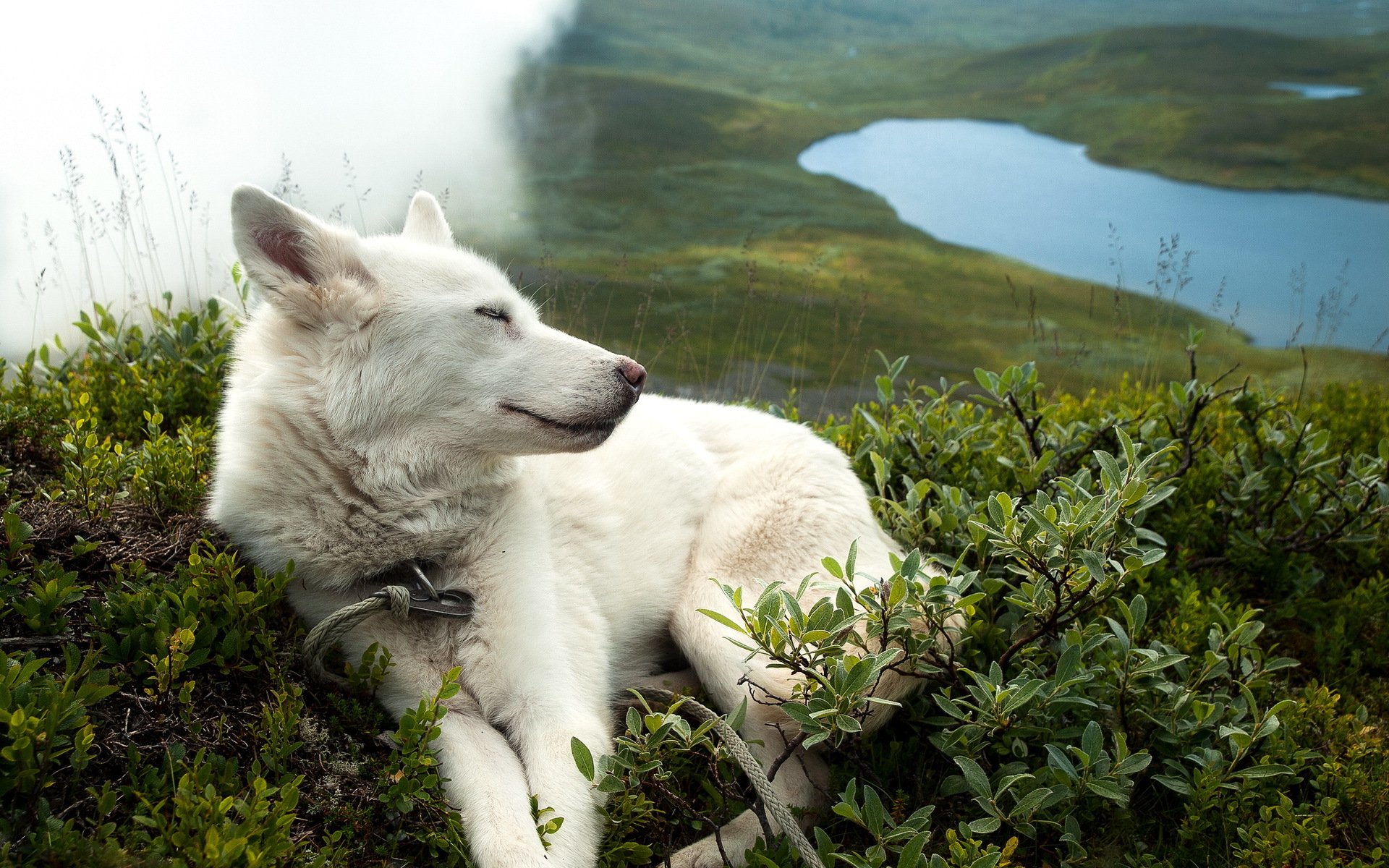 chien ami nature