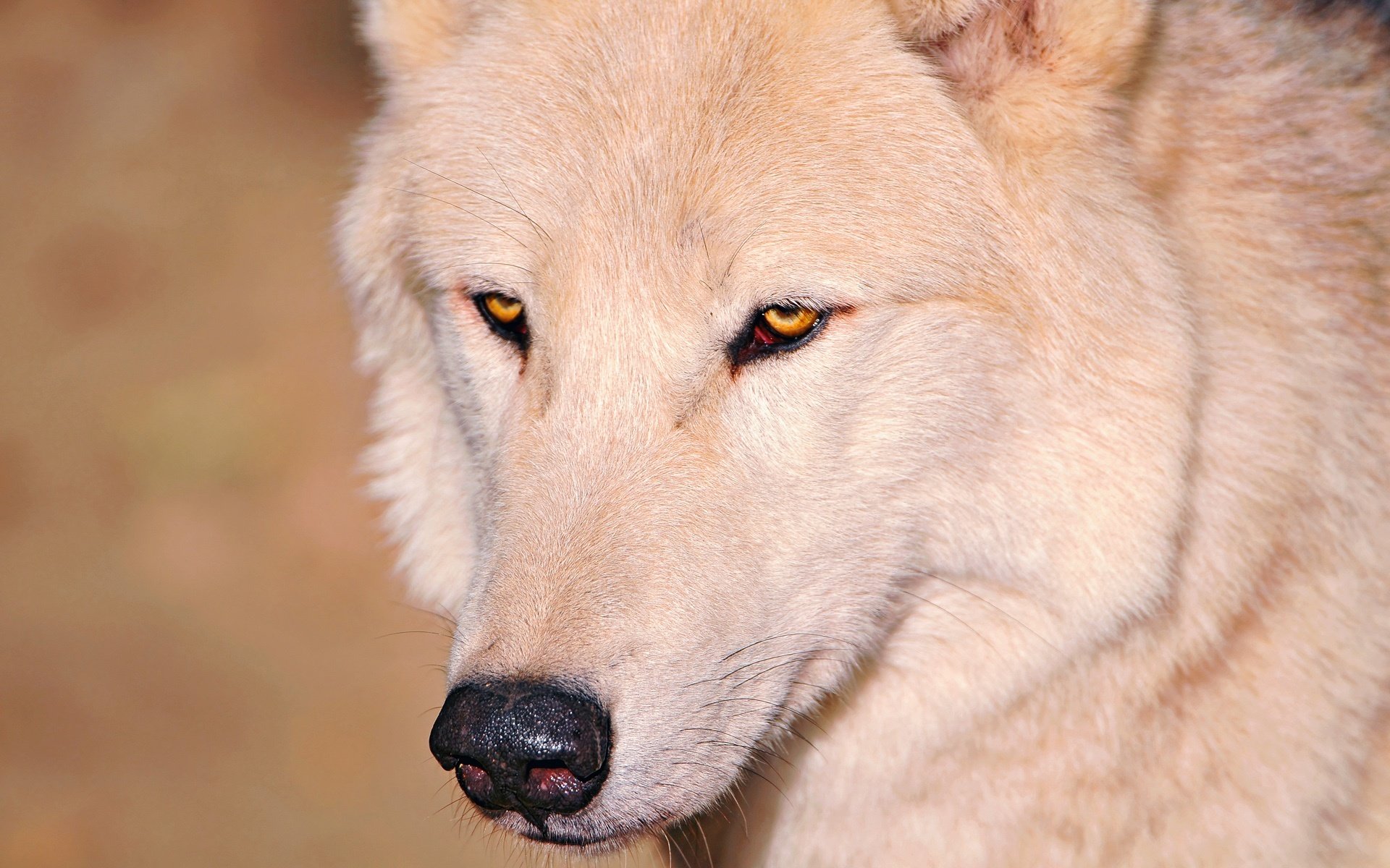 wolf weiß augen nase