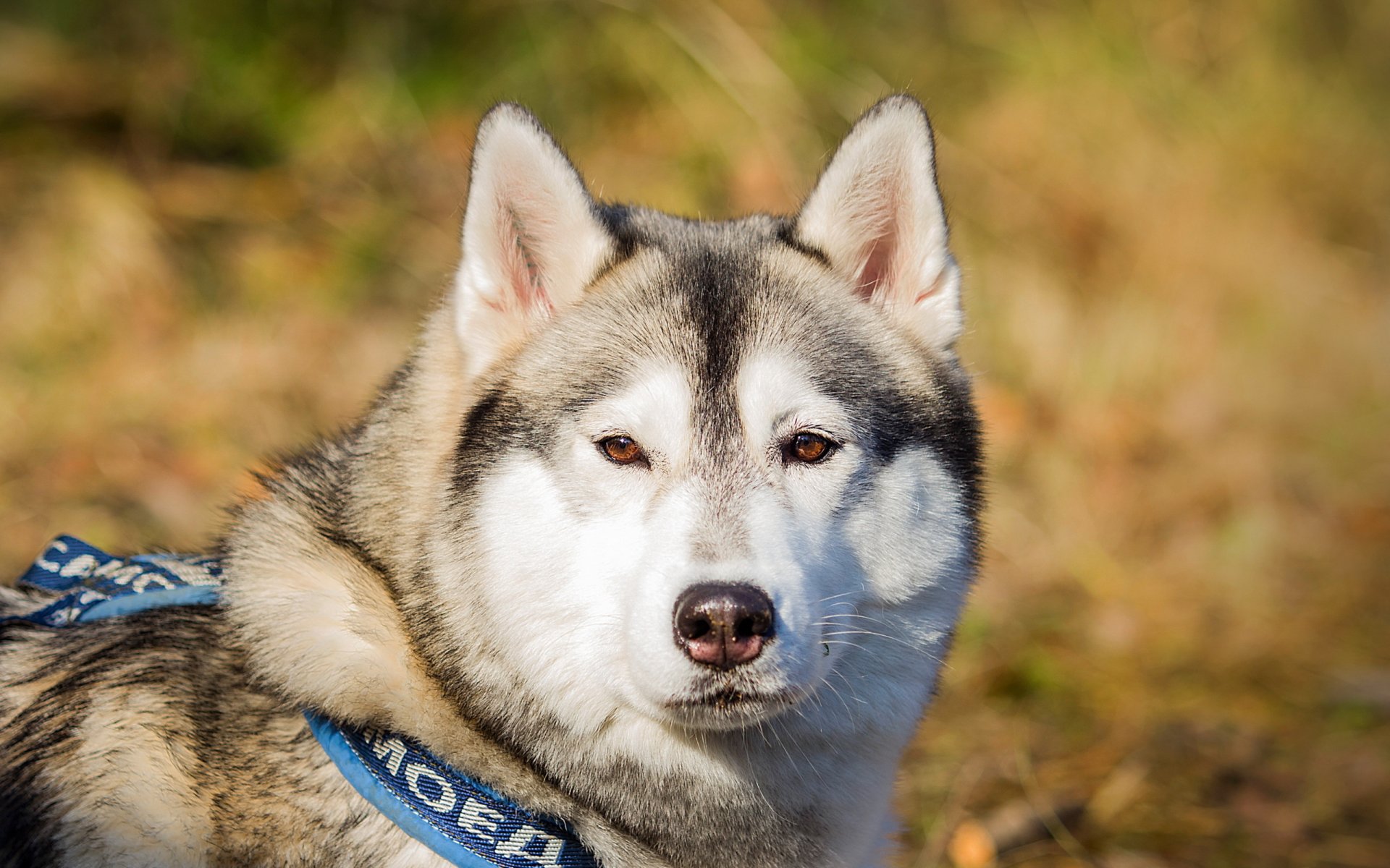 cane malamute amico