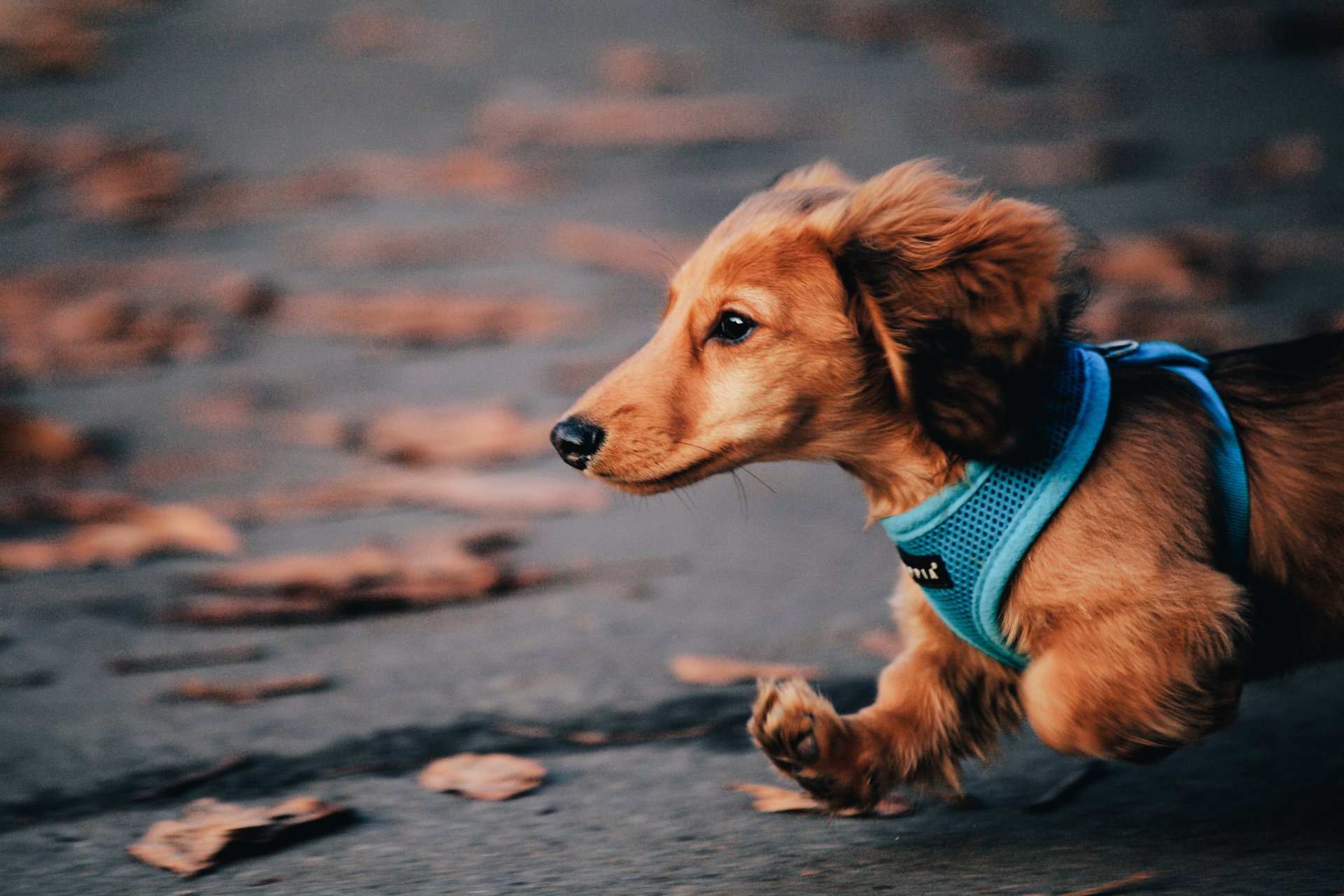 chien teckel courir automne