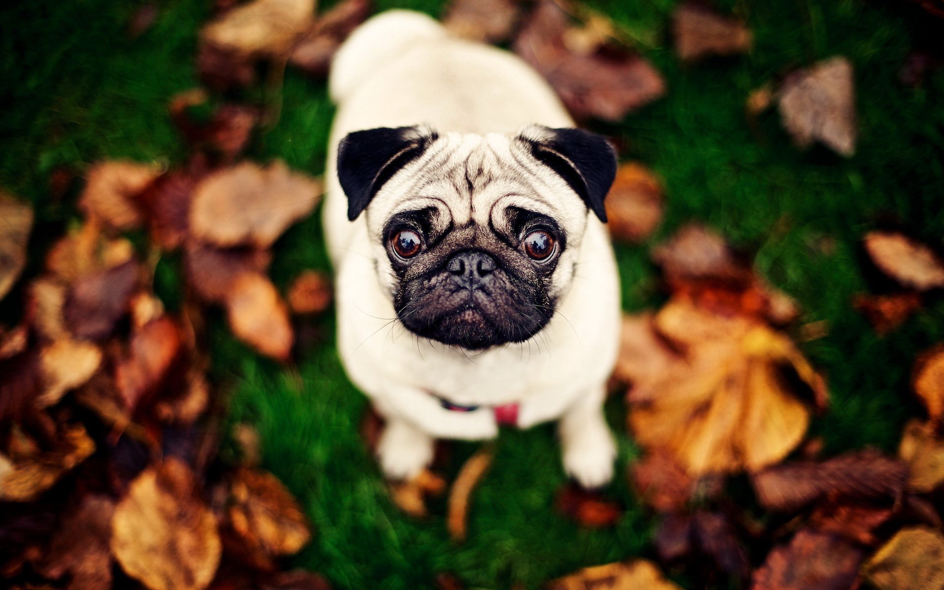 cane pug sfondo