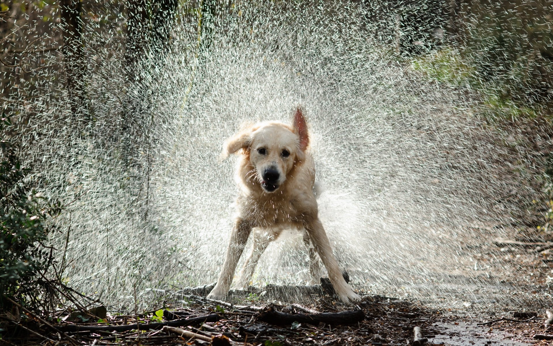 chien eau gouttes éclaboussures