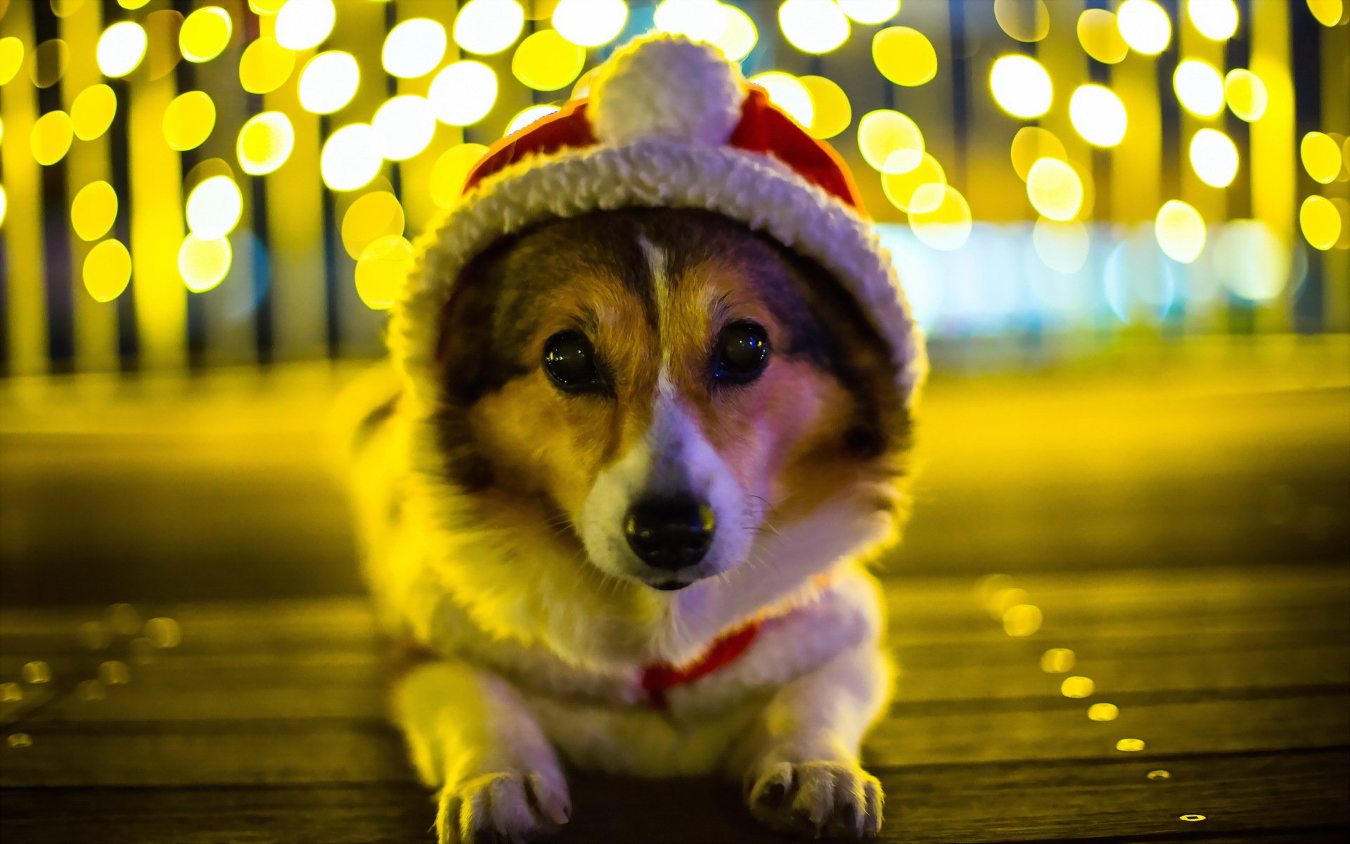 dog view holiday