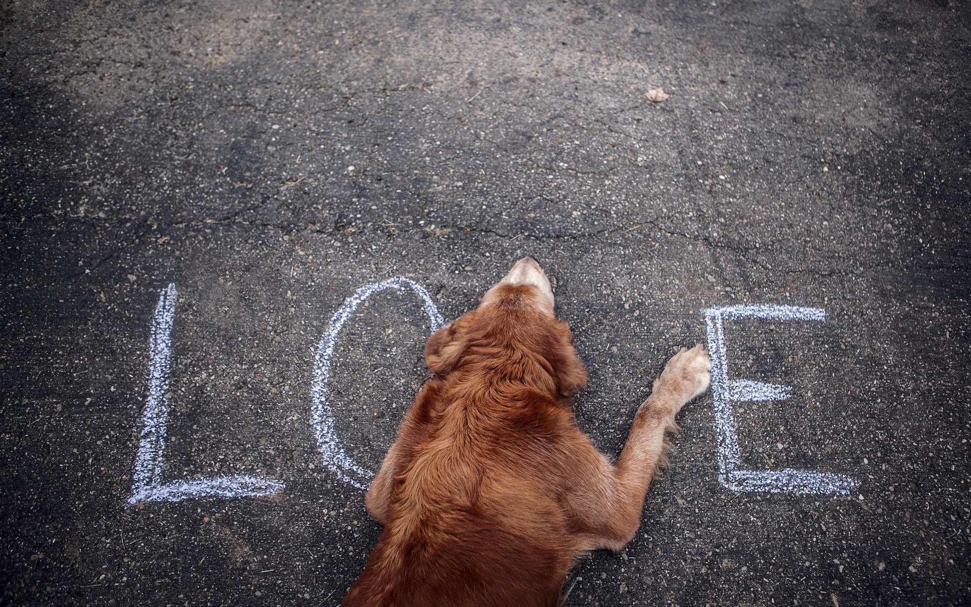 dog street word