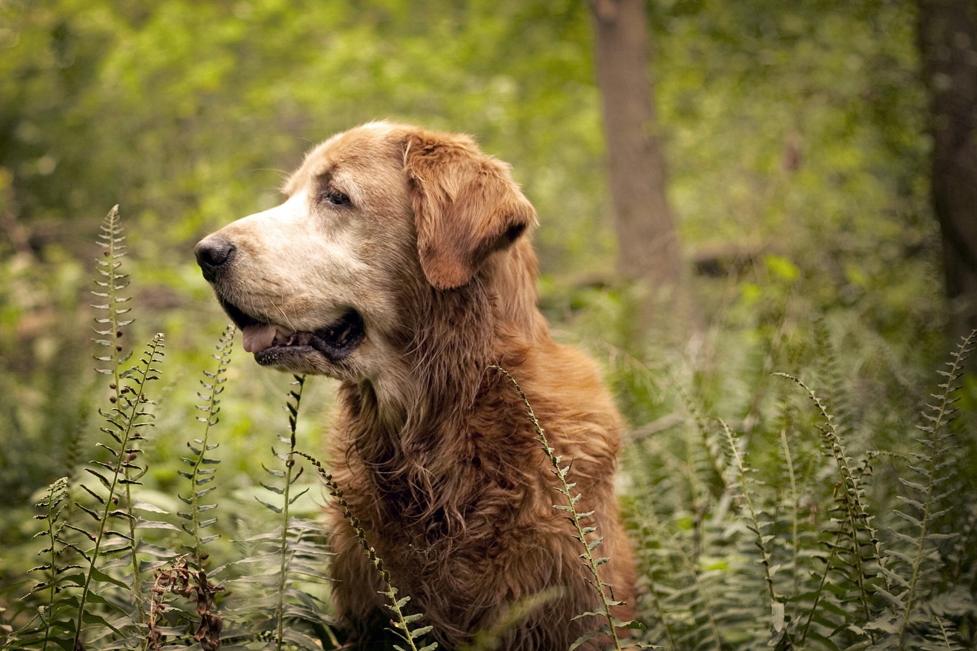 dog forest nature