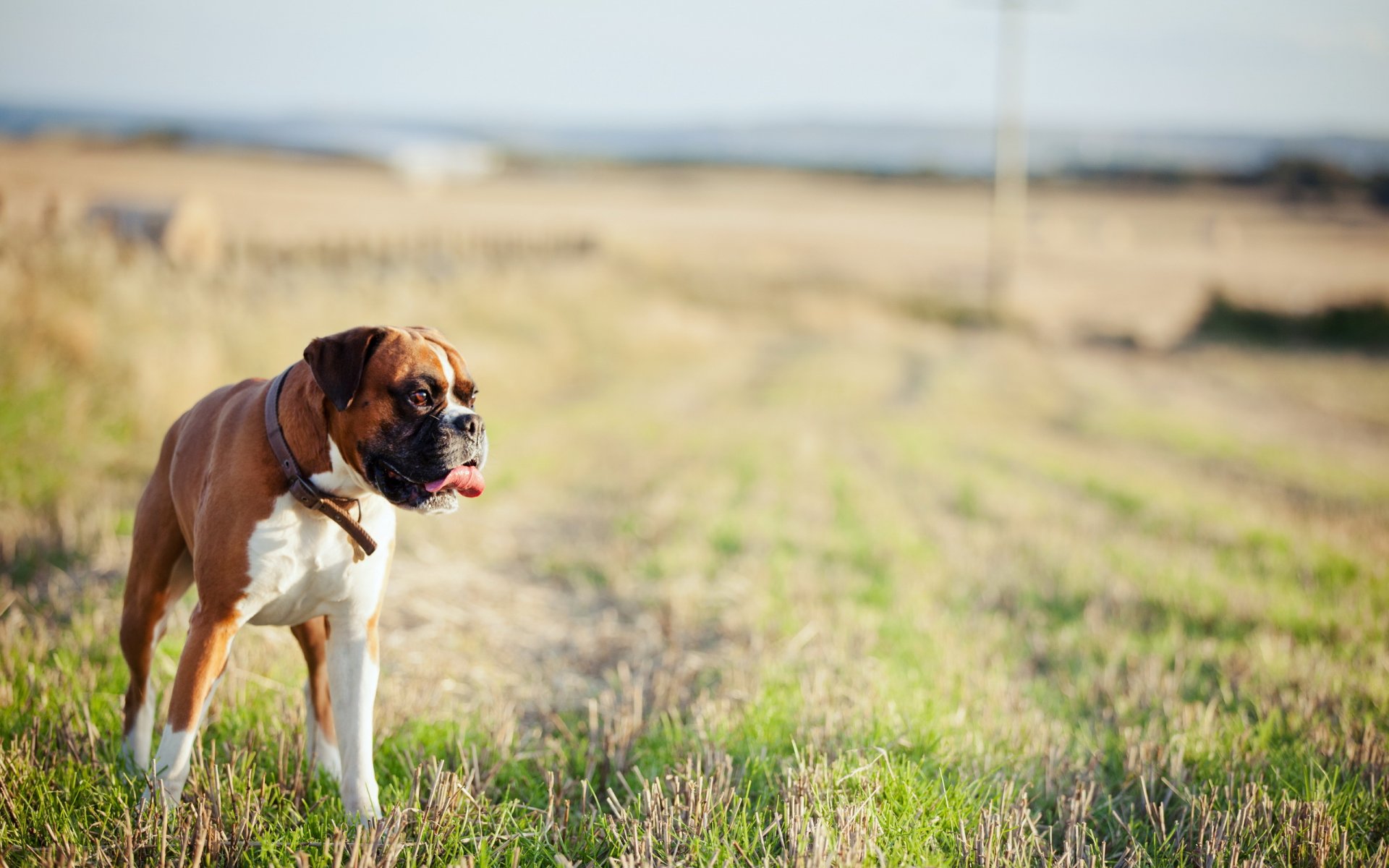 perro campo fondo