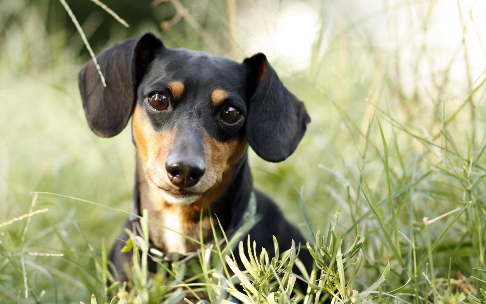 chien teckel regard