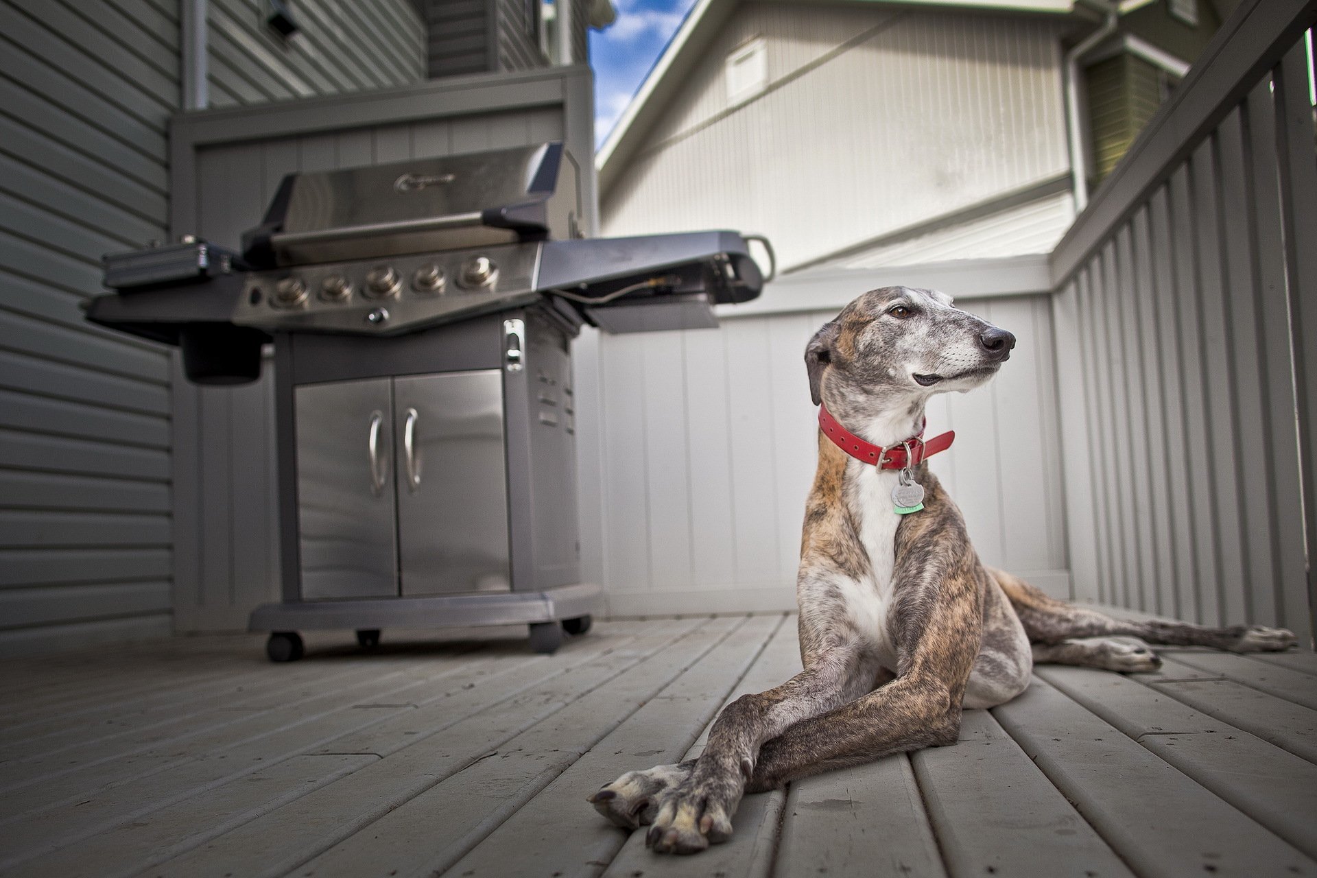 dog house background