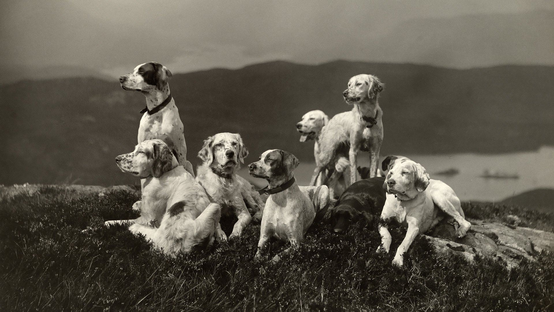 dogs sports landscape
